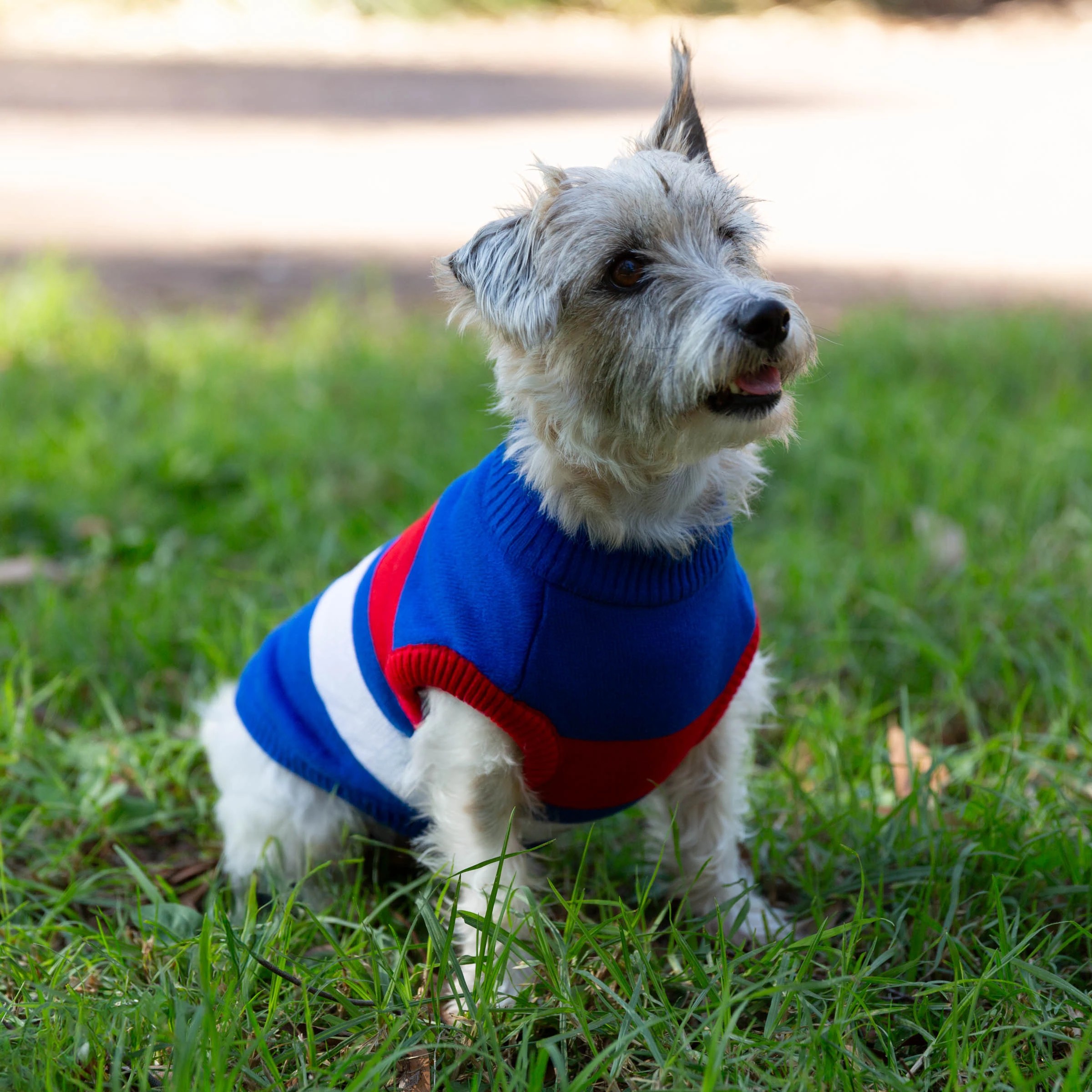 4 AFL Western Bulldogs Pet Jumper - Small, 4 of 4