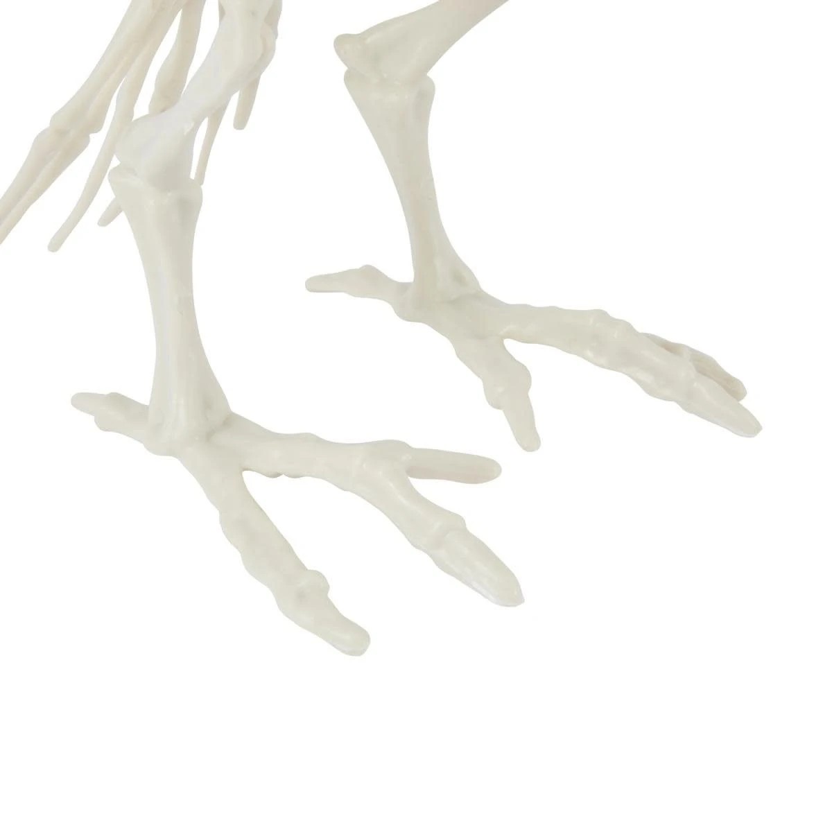 5 Bird Skeleton, 5 of 6
