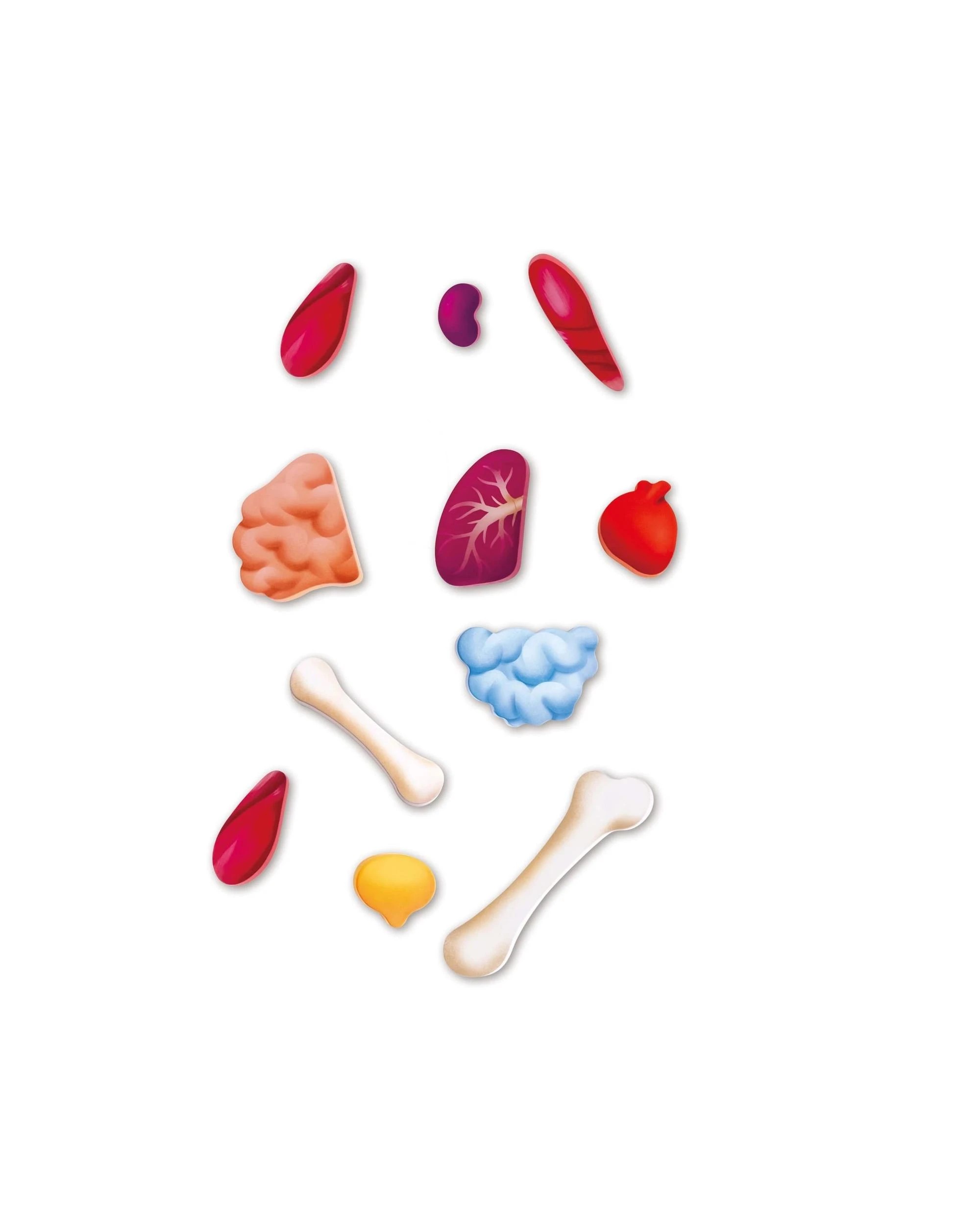 3 Hape Human Body Puzzle, 3 of 4