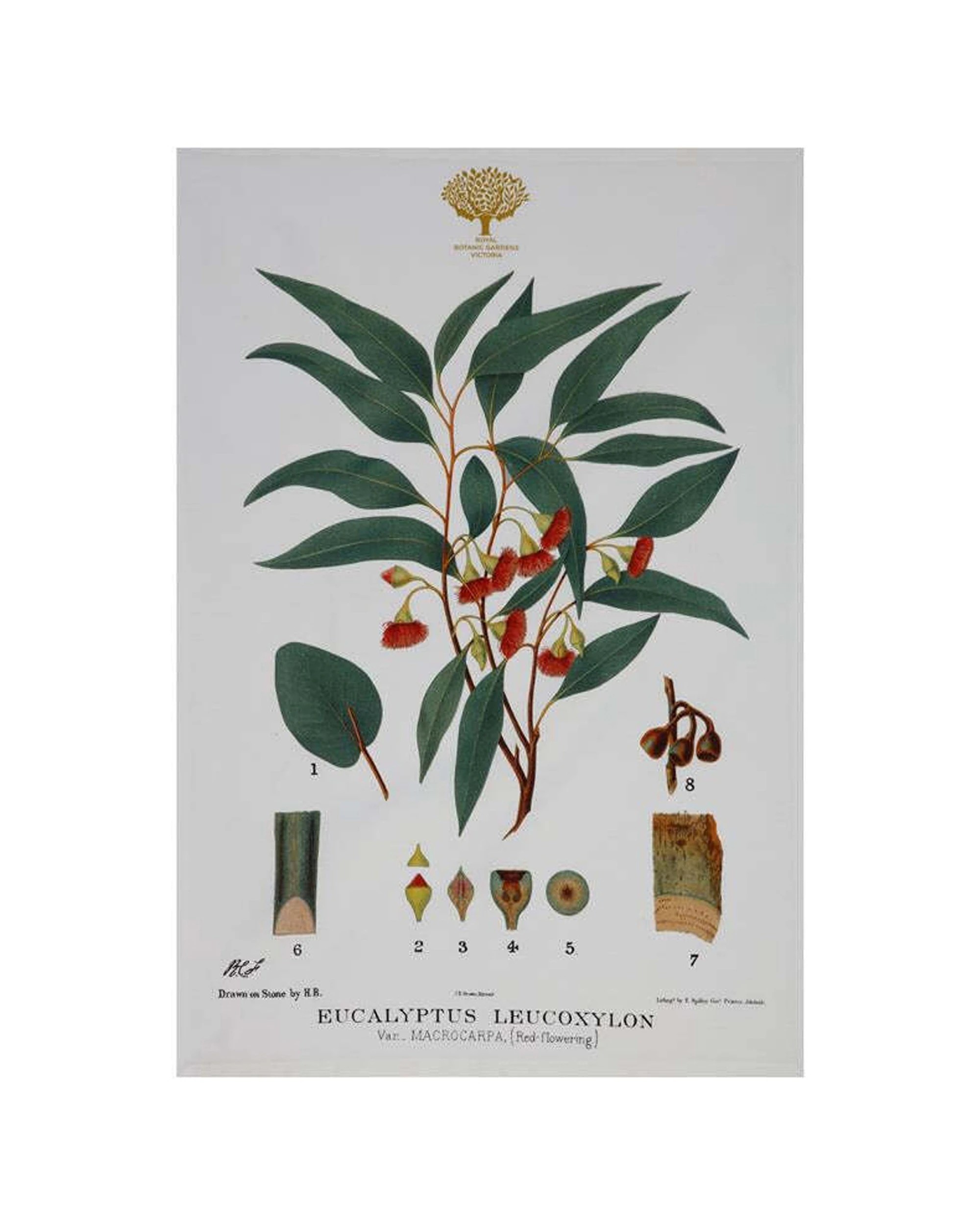 1 Maxwell & Williams Royal Botanic Garden Cotton Tea Towel Flowering Gum
 - Multi, 1 of 3