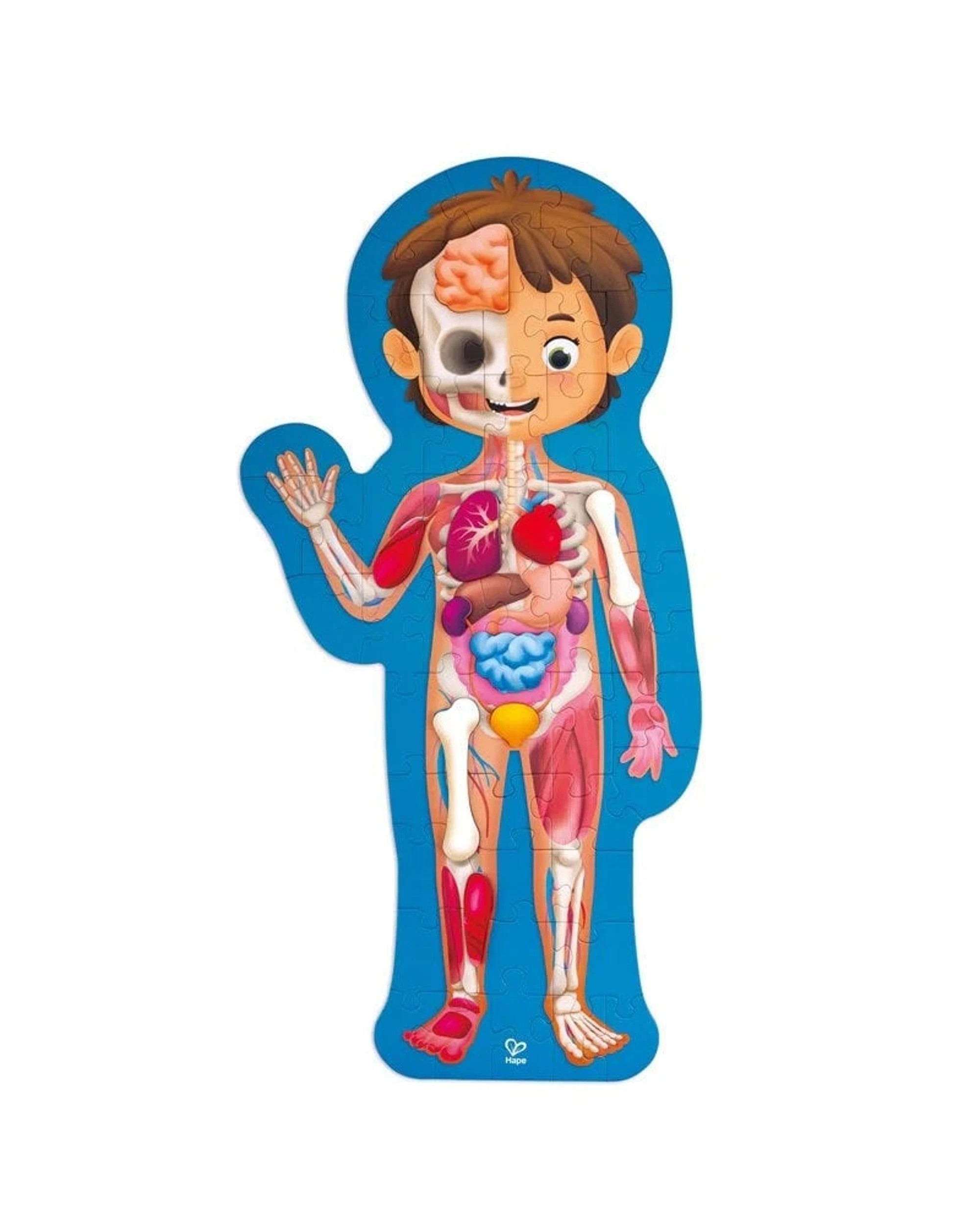 2 Hape Human Body Puzzle, 2 of 4