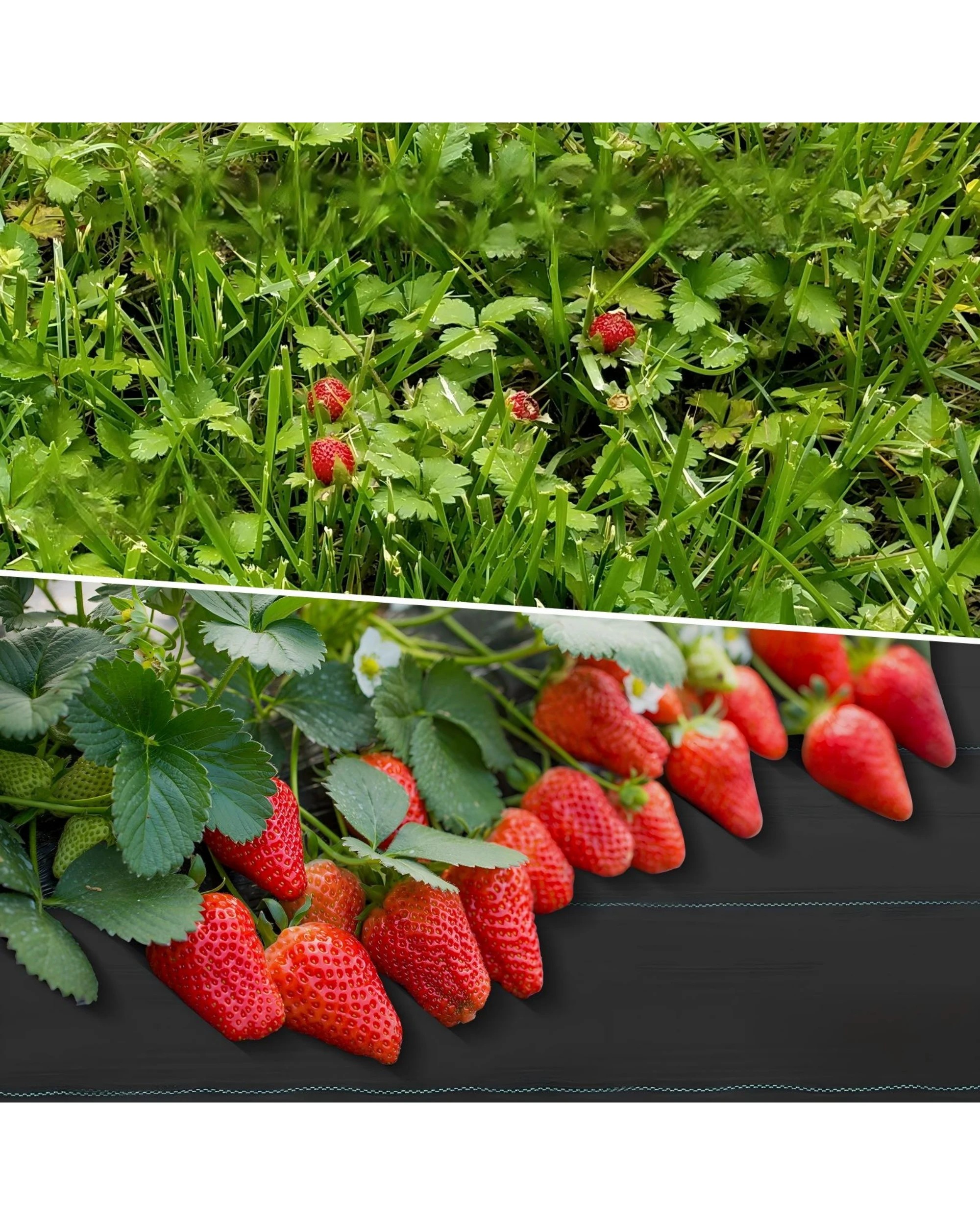 5 Advwin Weed Mat 1.83 x 50m Woven Ground Cover High Permeability & UV Resistant - Black, 5 of 8