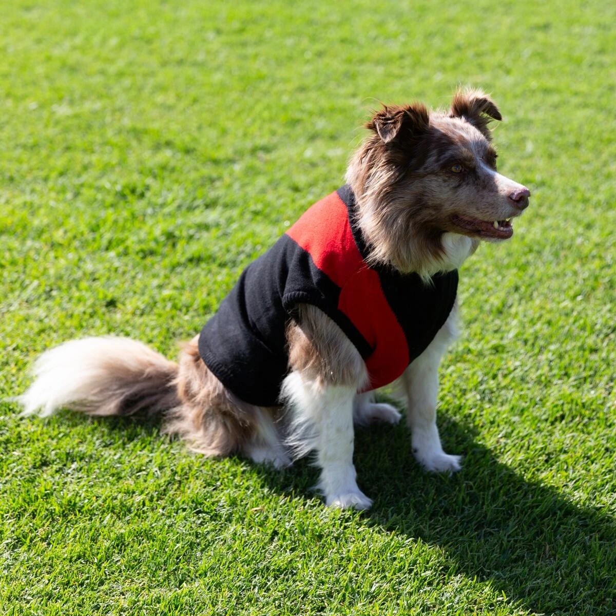1 AFL Essendon Bombers Pet Jumper - Large, 1 of 4