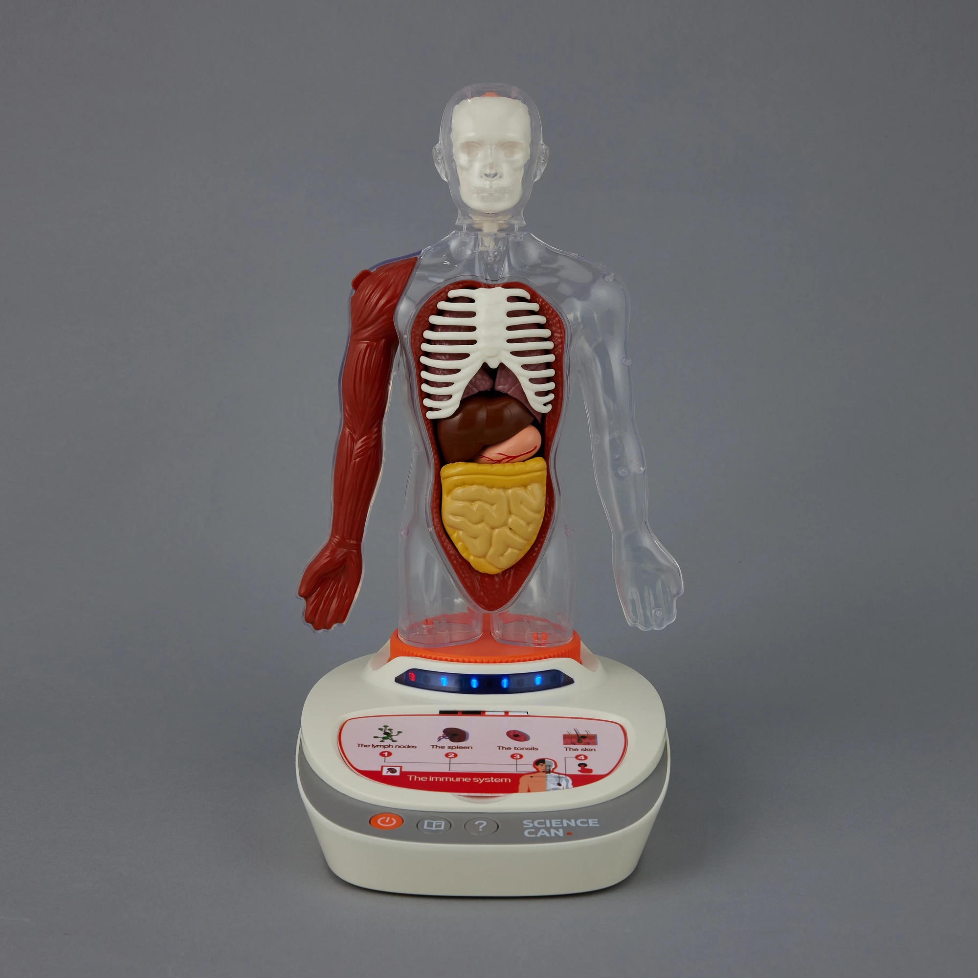 8 Interactive Human Body Model, 8 of 10