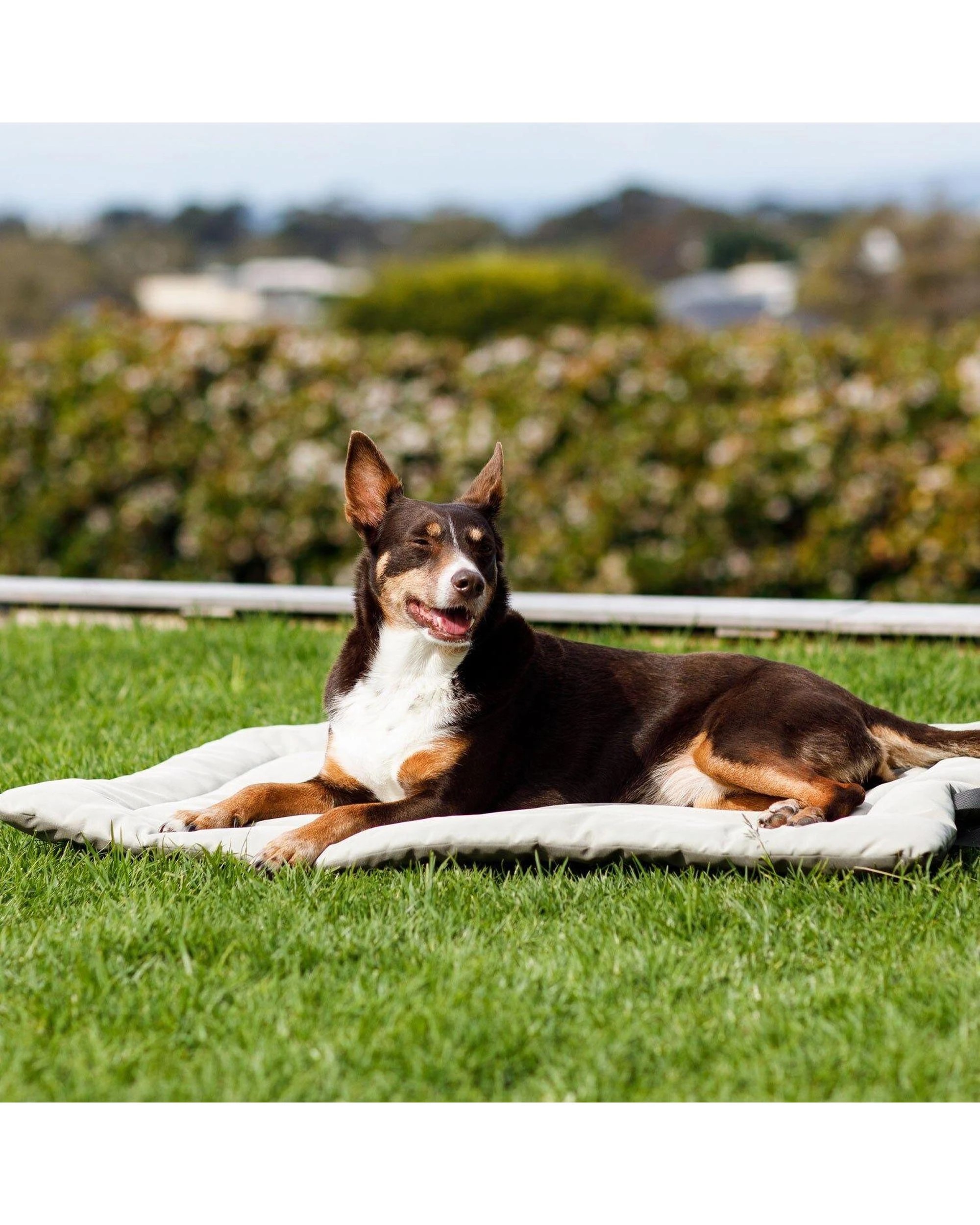 6 Snooza Roll & Go Travel Water-Resistant Outdoor Dog Mat Olive Large, 6 of 7
