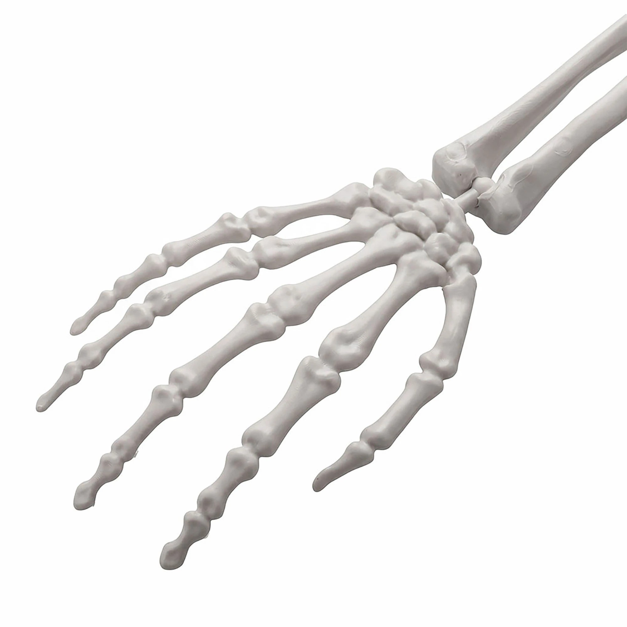 5 Yezi Halloween Skeleton 166cm Life Size Pirate Decor Poseable PE White, 5 of 8