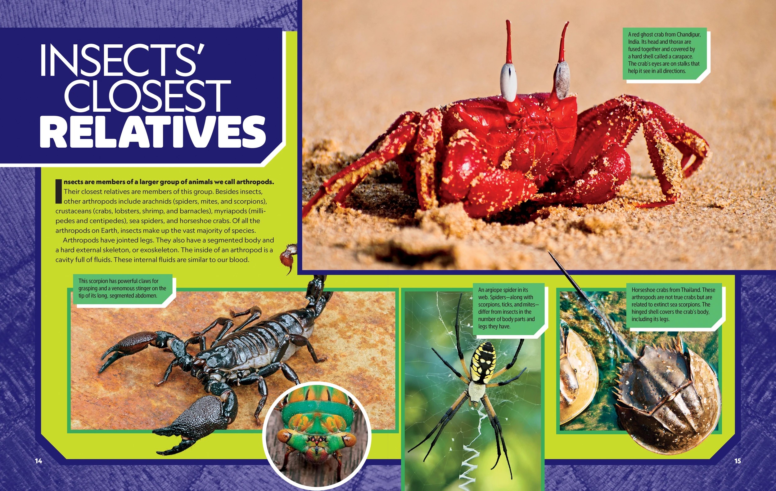 7 National Geographic Kids: Ultimate Bug-0pedia Second Edition by  Darlyne Murawski and Nancy Honovich - Book, 7 of 7