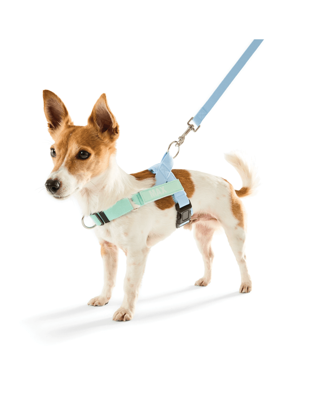 Blue Custom Harness Walking Set - S