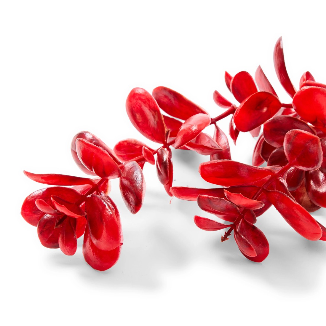 3 Aquarium Natural Plants 4 Pack - Large, 3 of 10