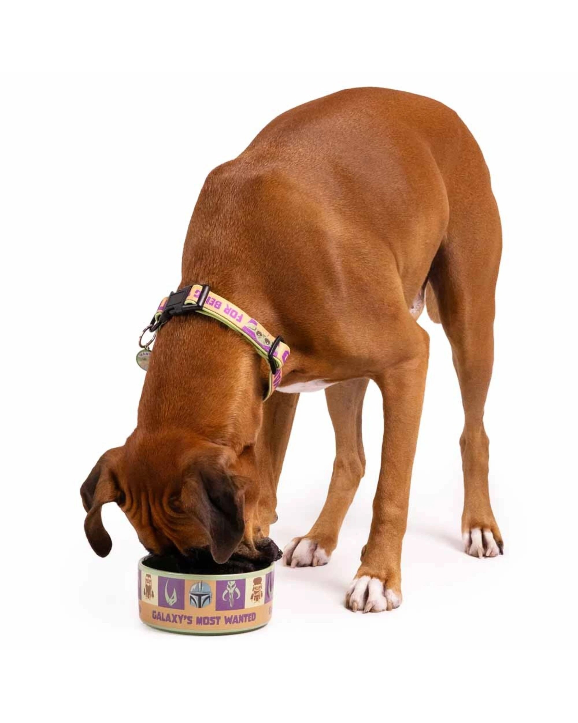 4 Star Wars - The Mandalorian - Galaxy's Most Wanted Ceramic Pet Bowl - Green, 4 of 4