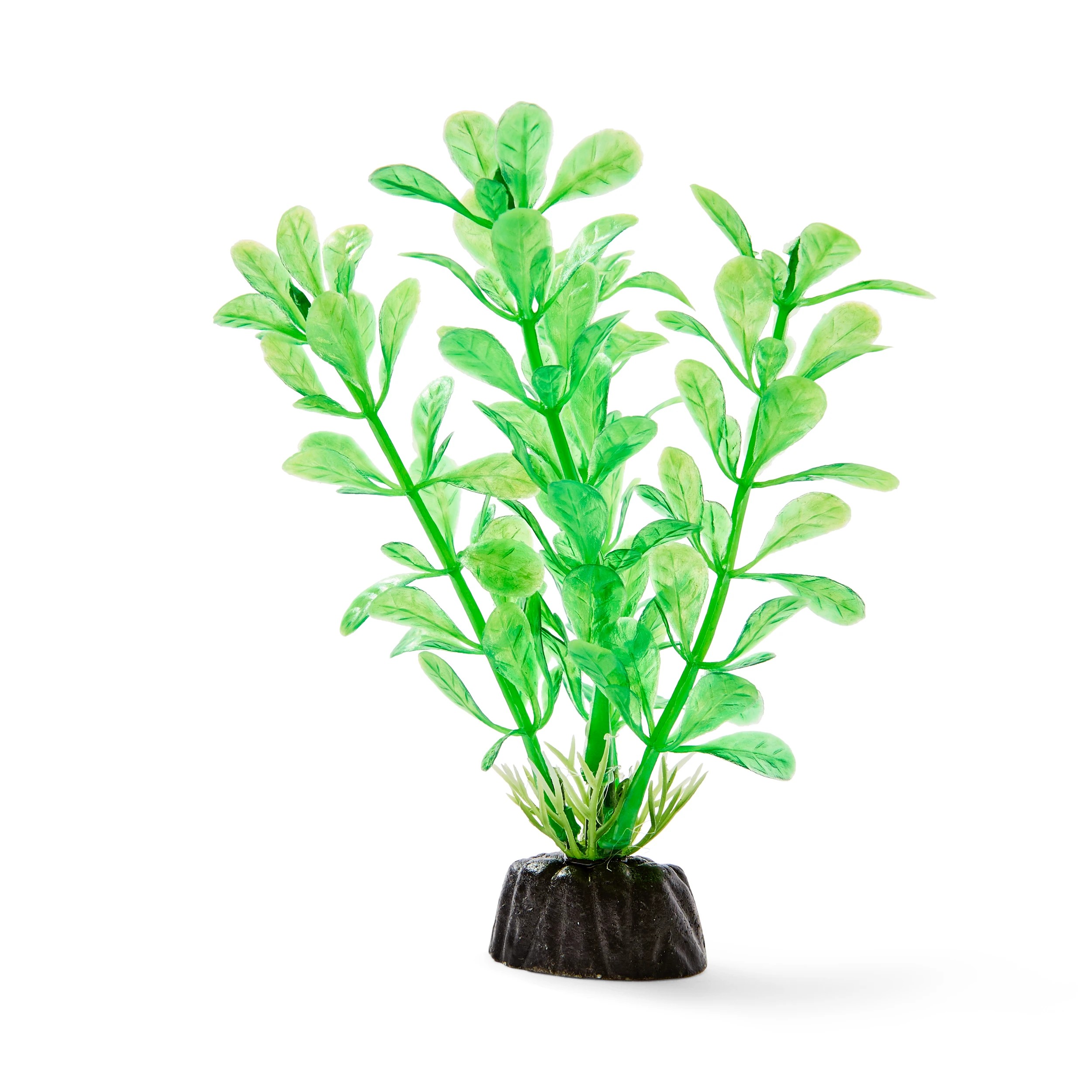 9 Aquarium Natural Plants 6 Pack - Small, 9 of 10