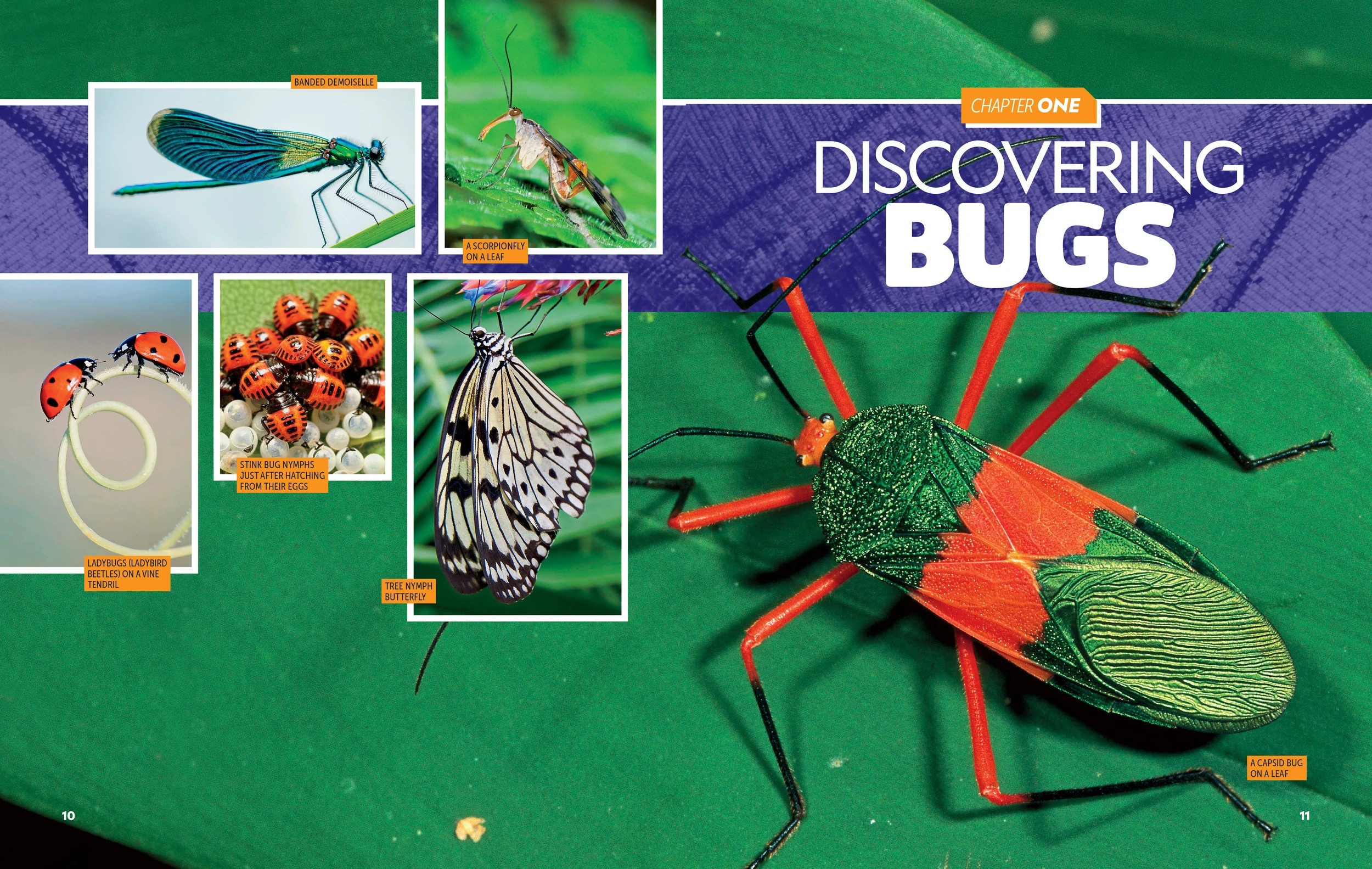 5 National Geographic Kids: Ultimate Bug-0pedia Second Edition by  Darlyne Murawski and Nancy Honovich - Book, 5 of 7