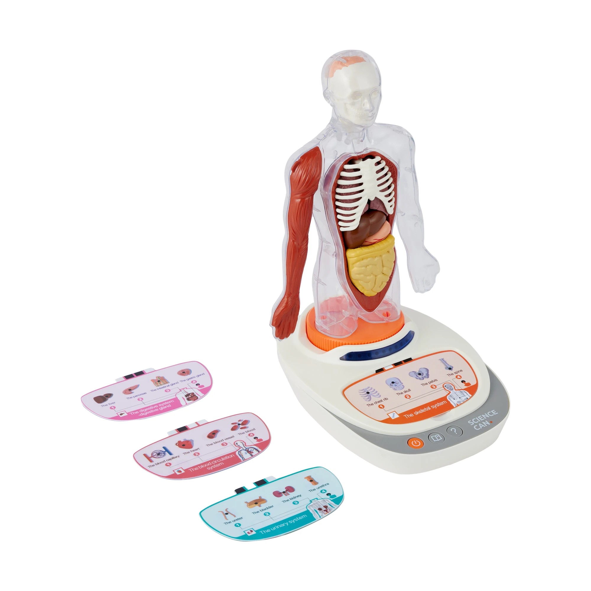 3 Interactive Human Body Model, 3 of 10