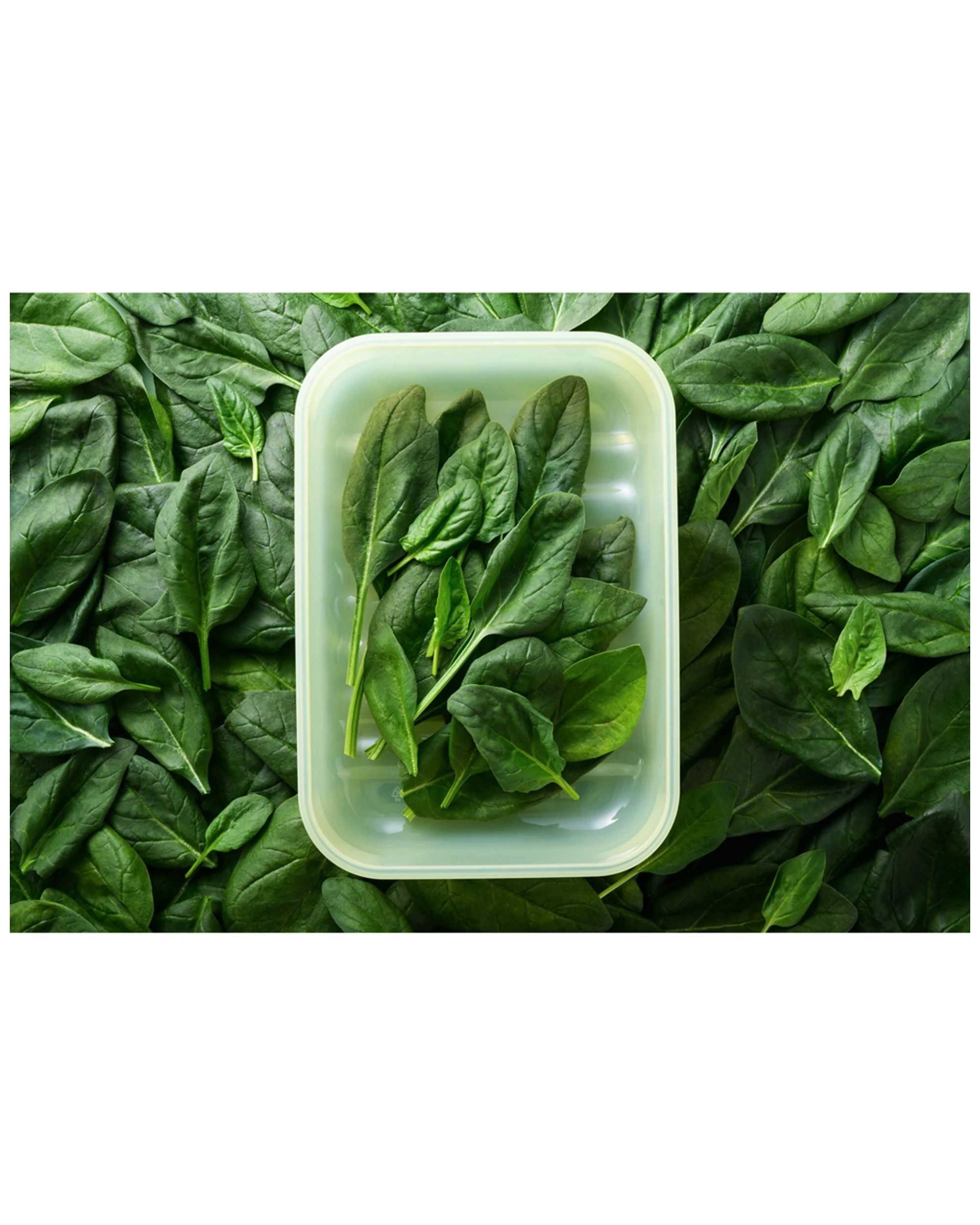 5 Lock & Lock Fresh Block 2pc Food Storage Set 330ml Green (Zeolite Technology) - Green, 5 of 6