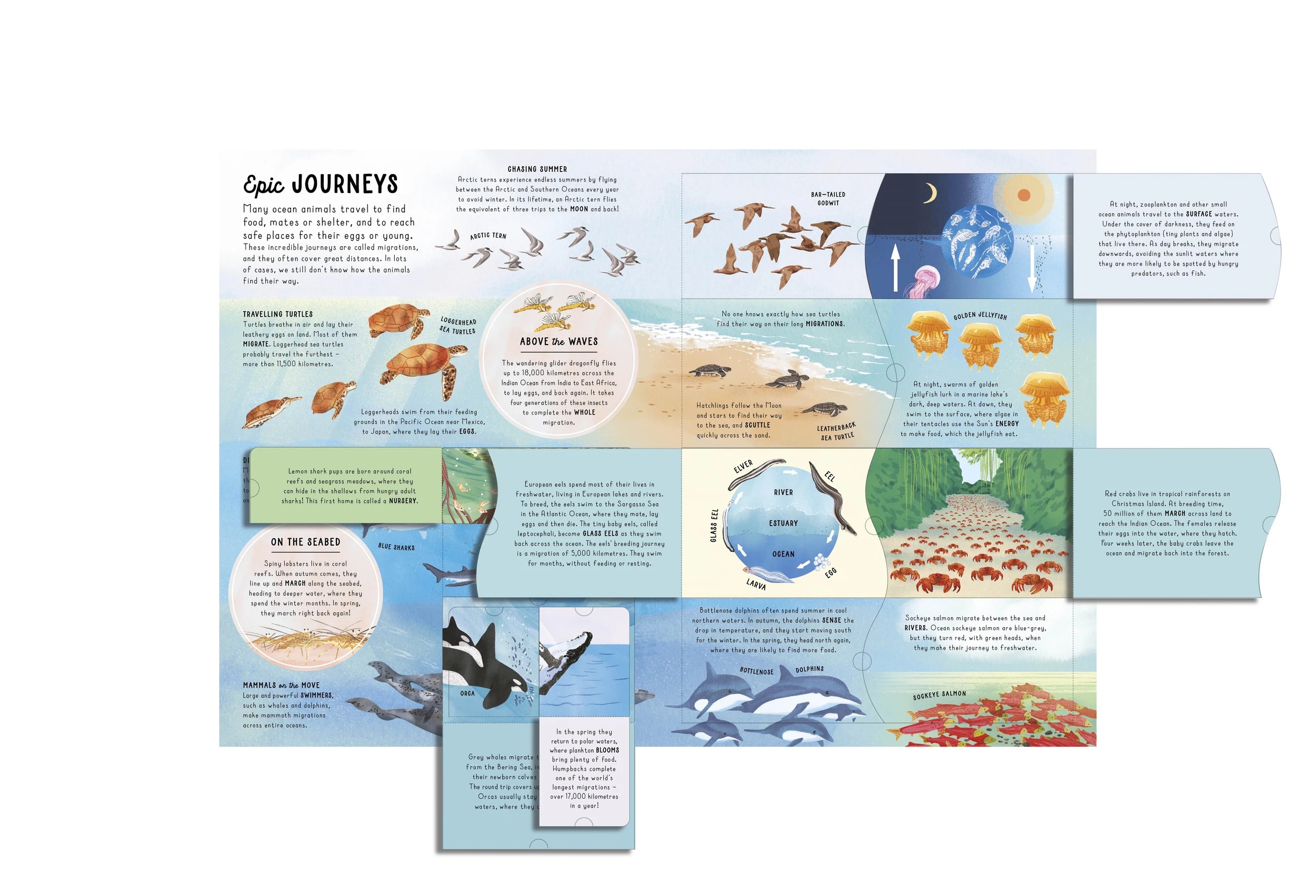 9 Lift-the-Flap Encyclopaedia of Oceans: 200 Flaps to Explore - Book, 9 of 9