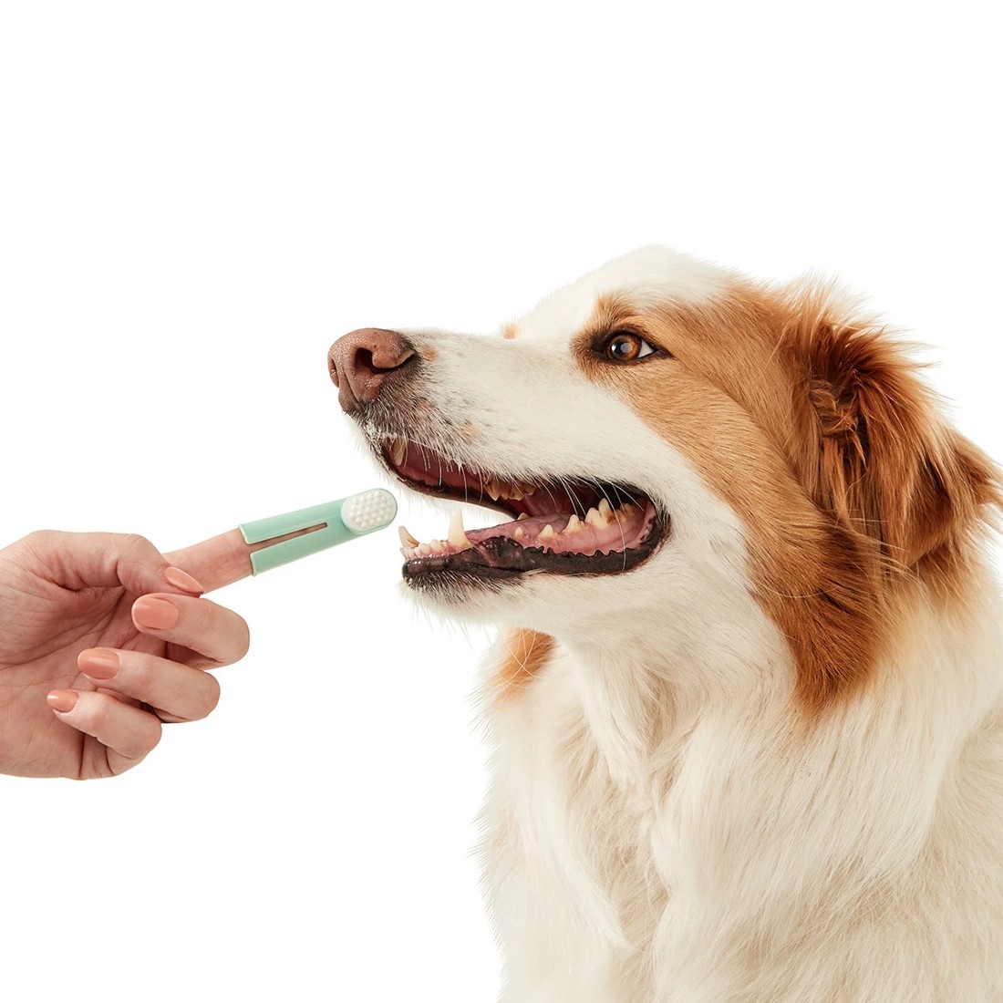 1 2 Pack Pet Dental Rubs, 1 of 8