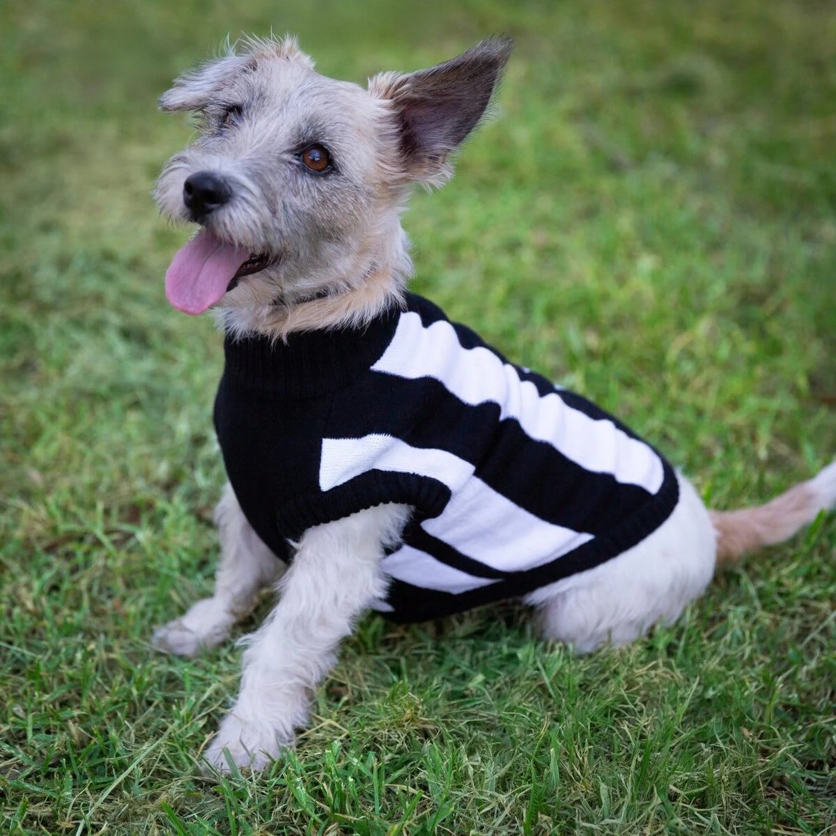 1 AFL Collingwood Magpies Pet Jumper - Small, 1 of 4