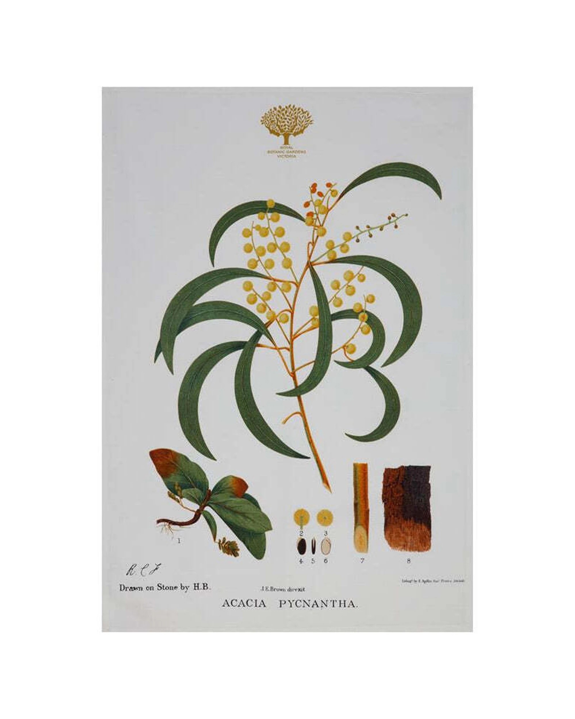 3 Maxwell & Williams Royal Botanic Garden Cotton Tea Towel Wattle Kitchen
 - Multi, 3 of 3