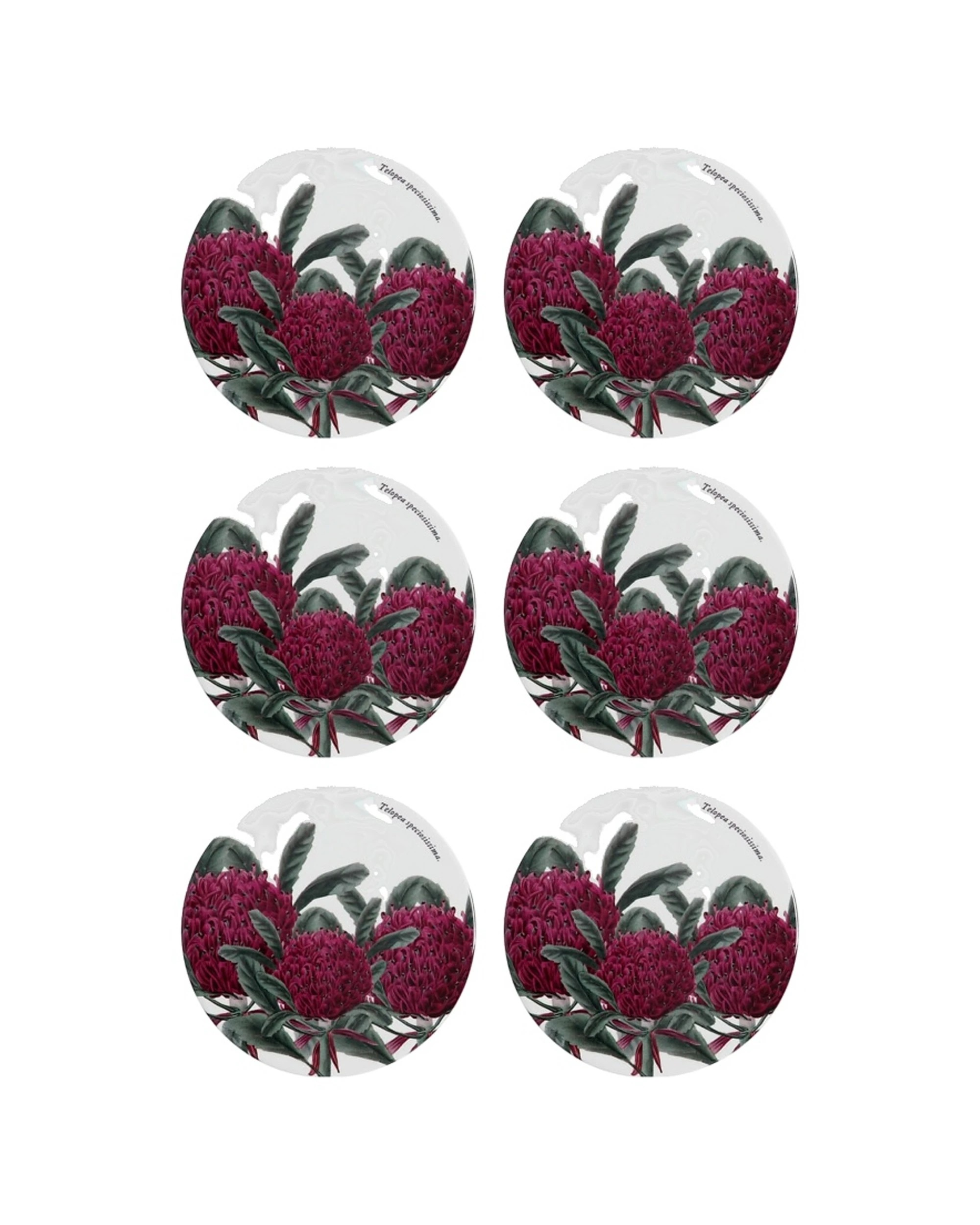 1 Maxwell & Williams 6PK Royal Botanic Garden Ceramic Coaster 9.5cm - Telopea - Multi, 1 of 1