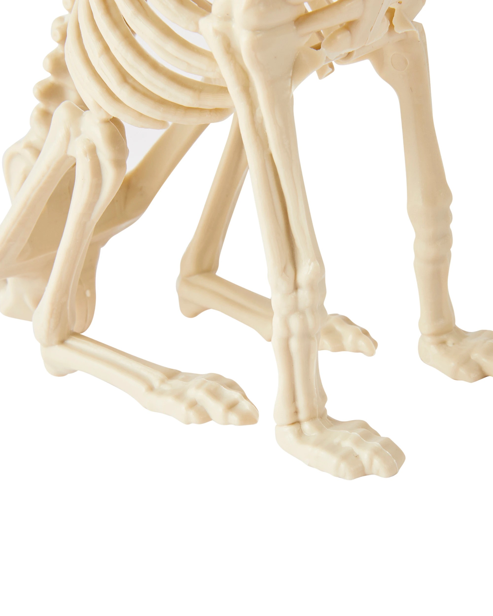 5 Animal Skeleton, 5 of 6