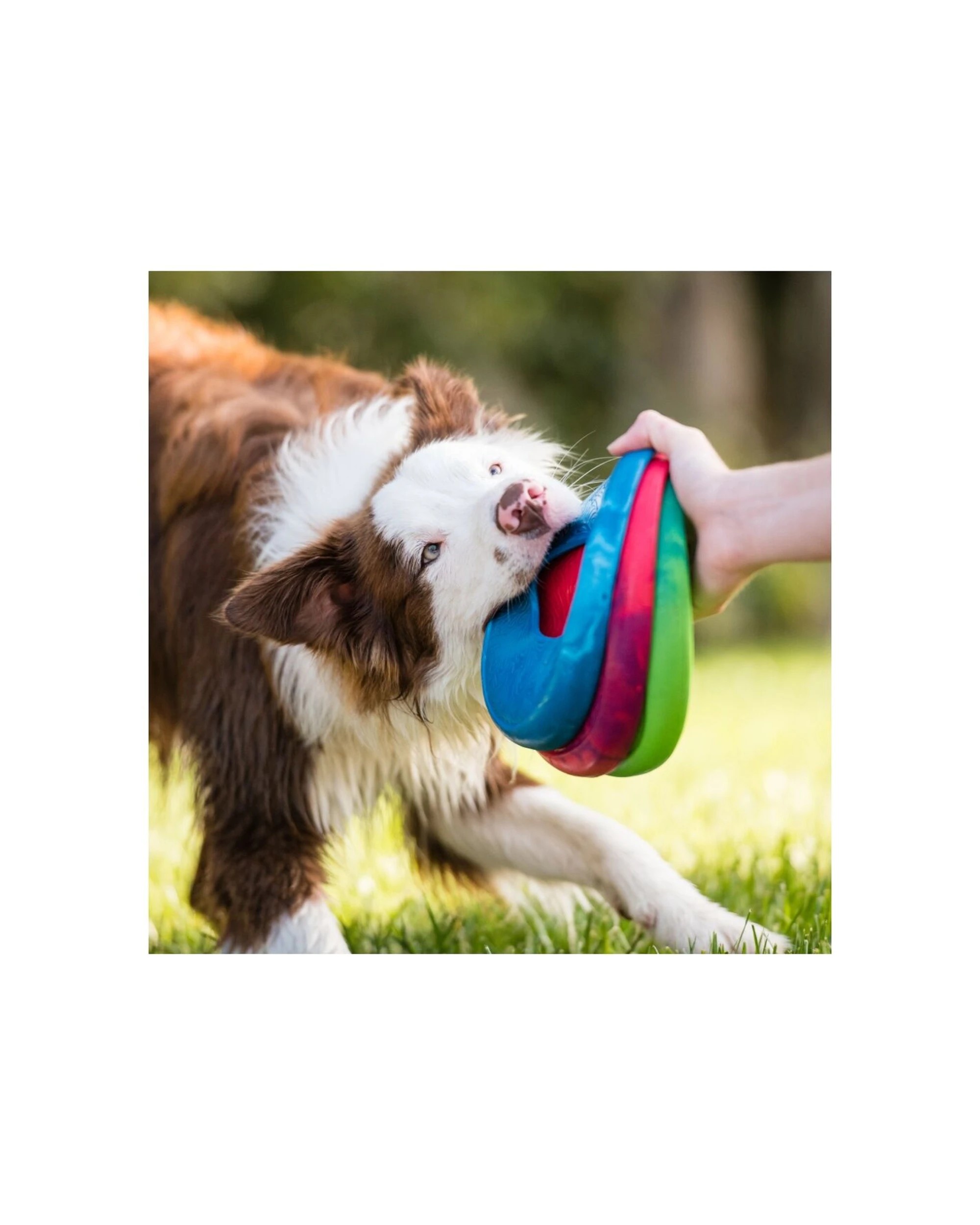 2 West Paw Sailz Discus Golf Dog Toy Large Soft Chew Recycled Plastic Floats - Green, 2 of 3
