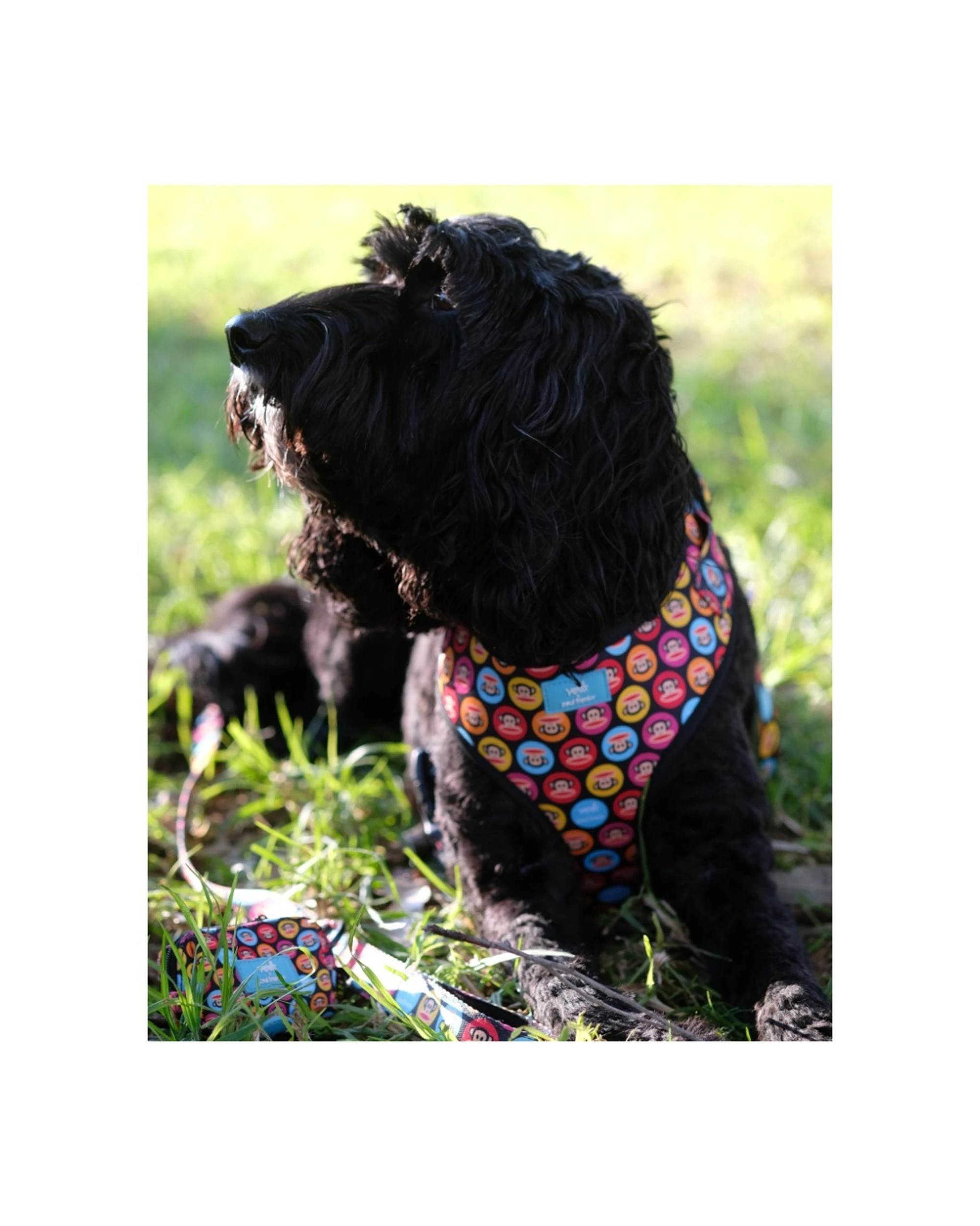 5 Verb. X Paul Frank 100% Polyester Adjustable Pet Harness Medium, 5 of 5