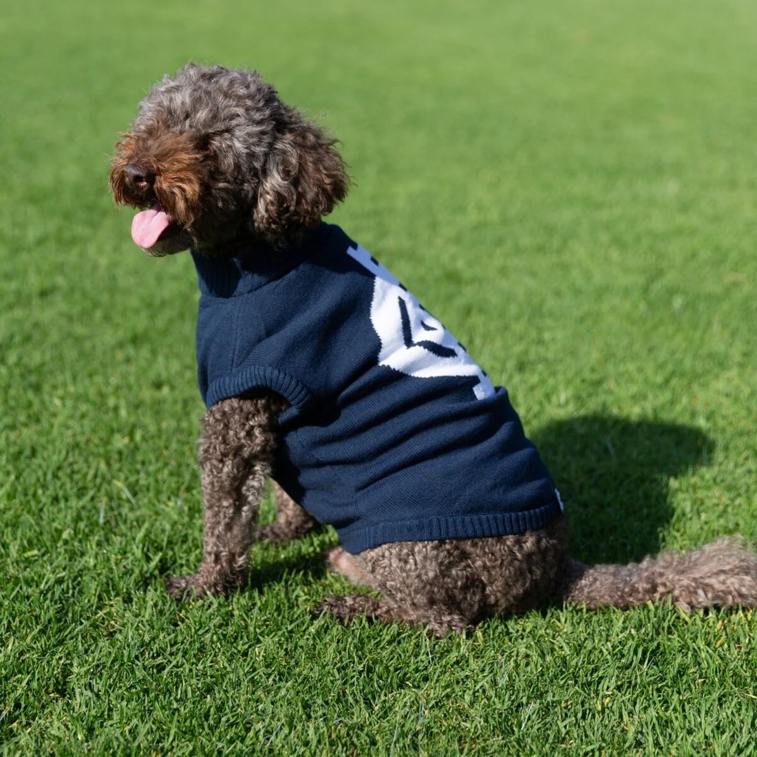 1 AFL Carlton Blues Pet Jumper - Medium, 1 of 4