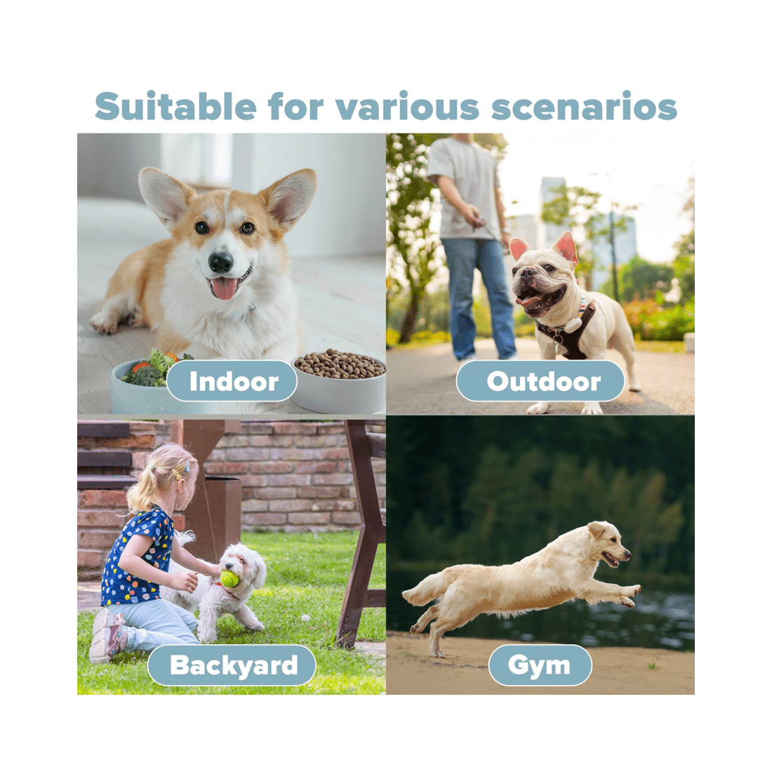 6 Advwin Automatic Dog Ball Launcher 6 Balls, 6 of 8