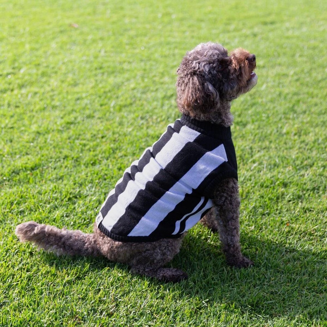 1 AFL Collingwood Magpies Pet Jumper - Large, 1 of 4