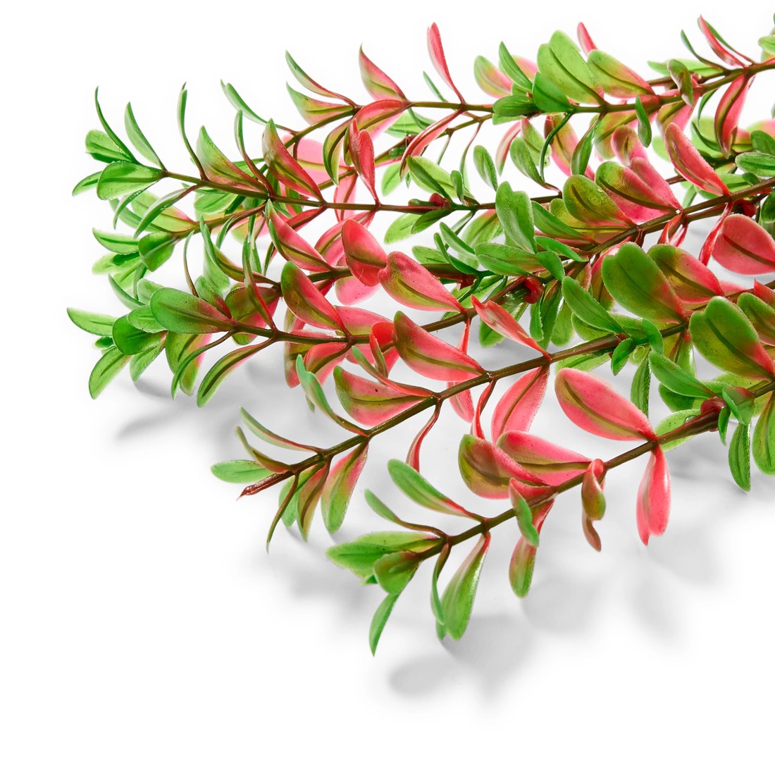 9 Aquarium Natural Plants 4 Pack - Large, 9 of 10