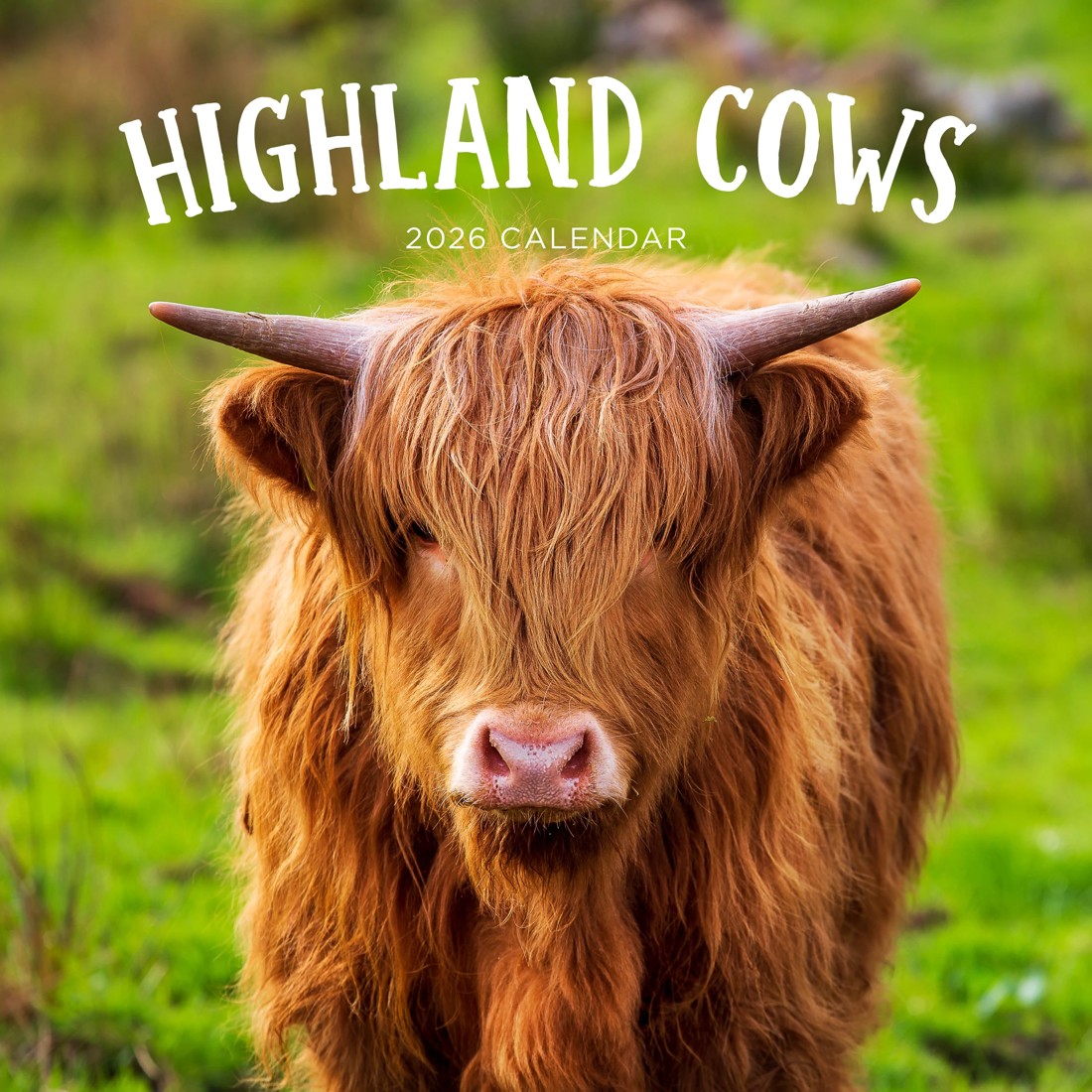 1 Highland Cows 2026 Calendar, 1 of 1