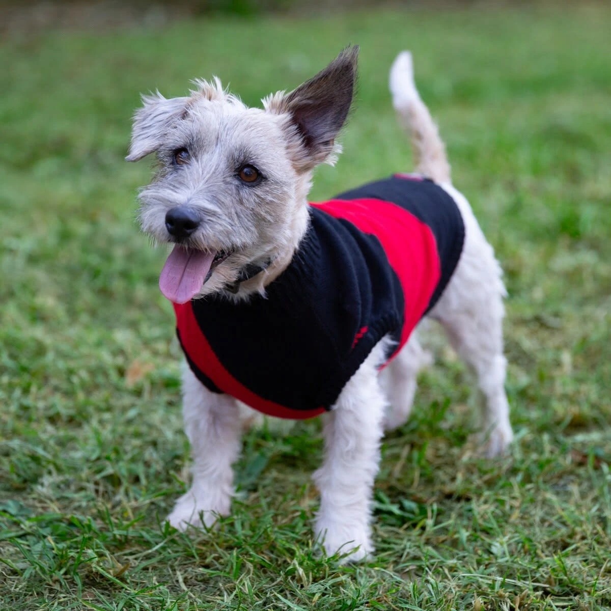 1 AFL Essendon Bombers Pet Jumper - Small, 1 of 4