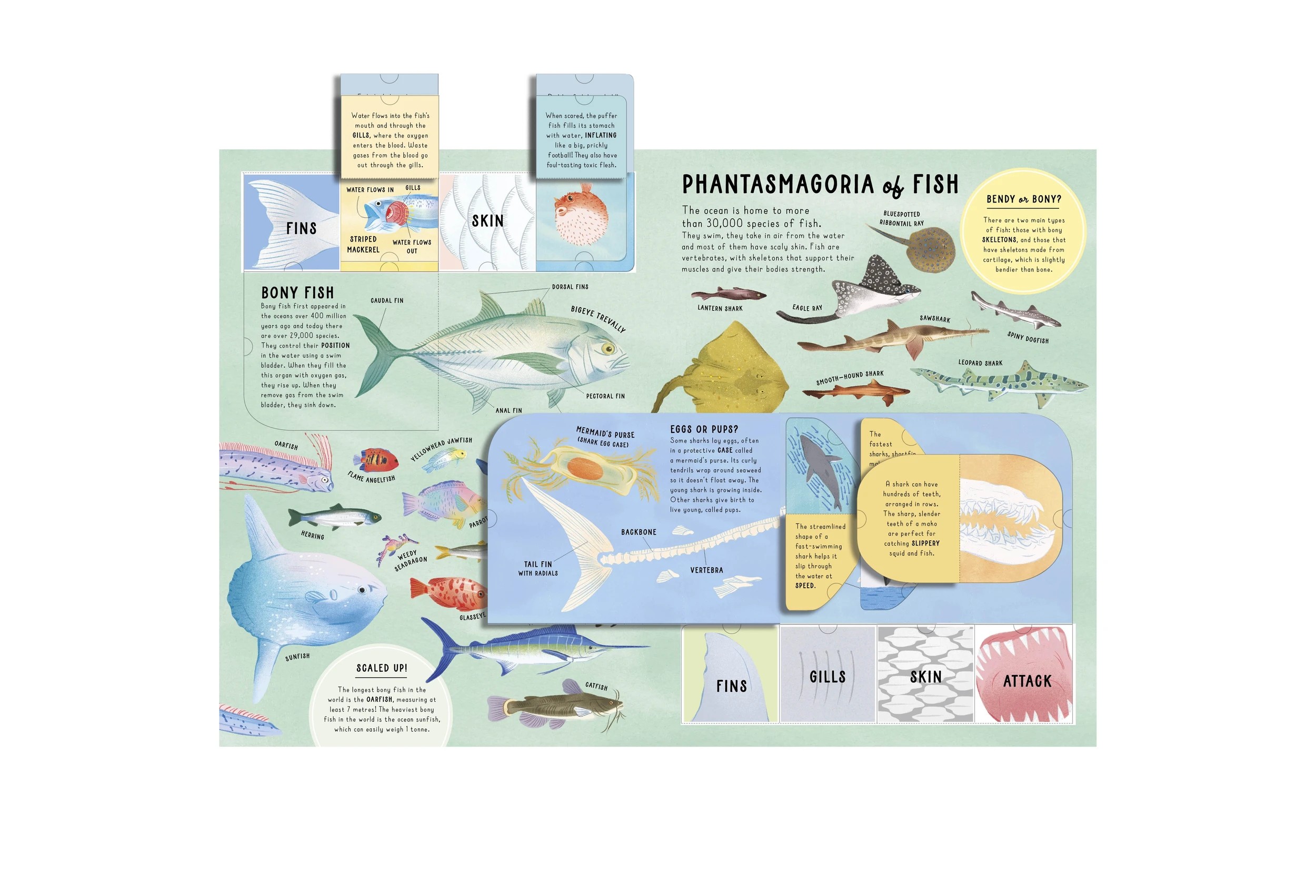 4 Lift-the-Flap Encyclopaedia of Oceans: 200 Flaps to Explore - Book, 4 of 9