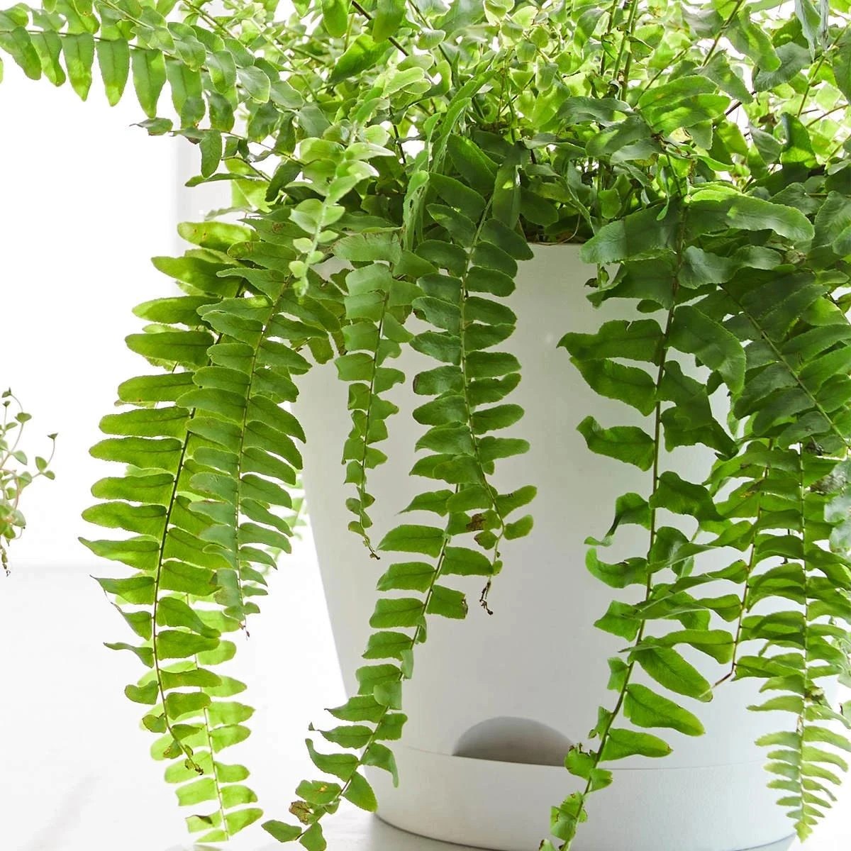 3 Plastic Pot, 25cm - Anko - White, 3 of 3