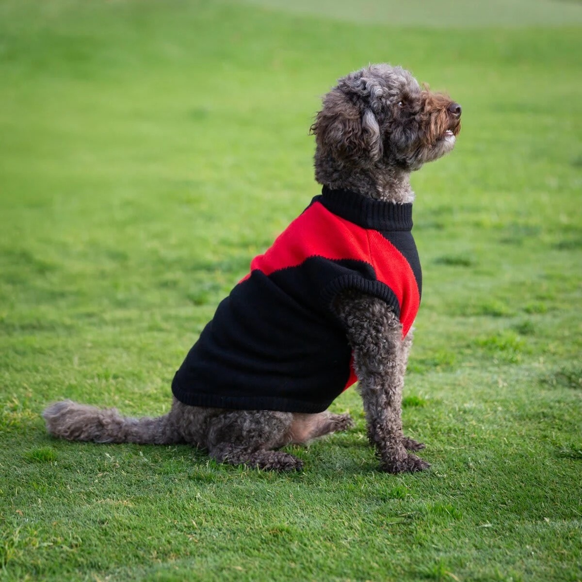 1 AFL Essendon Bombers Pet Jumper - Medium, 1 of 4
