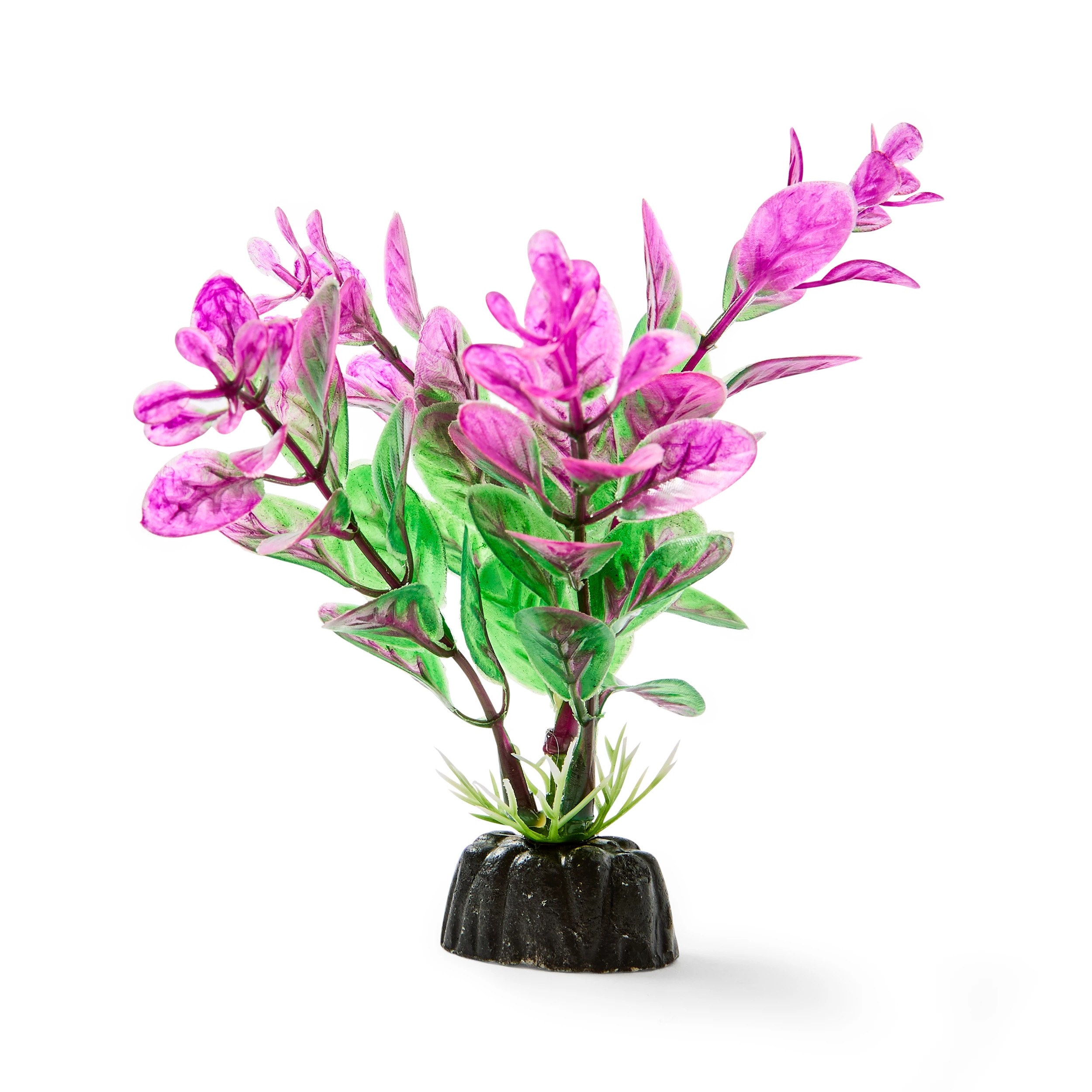 6 Aquarium Natural Plants 6 Pack - Small, 6 of 10