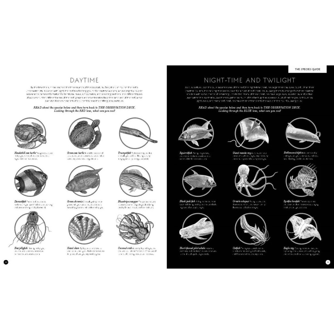 5 Illumipedia by Barbara Taylor - Book, 5 of 5