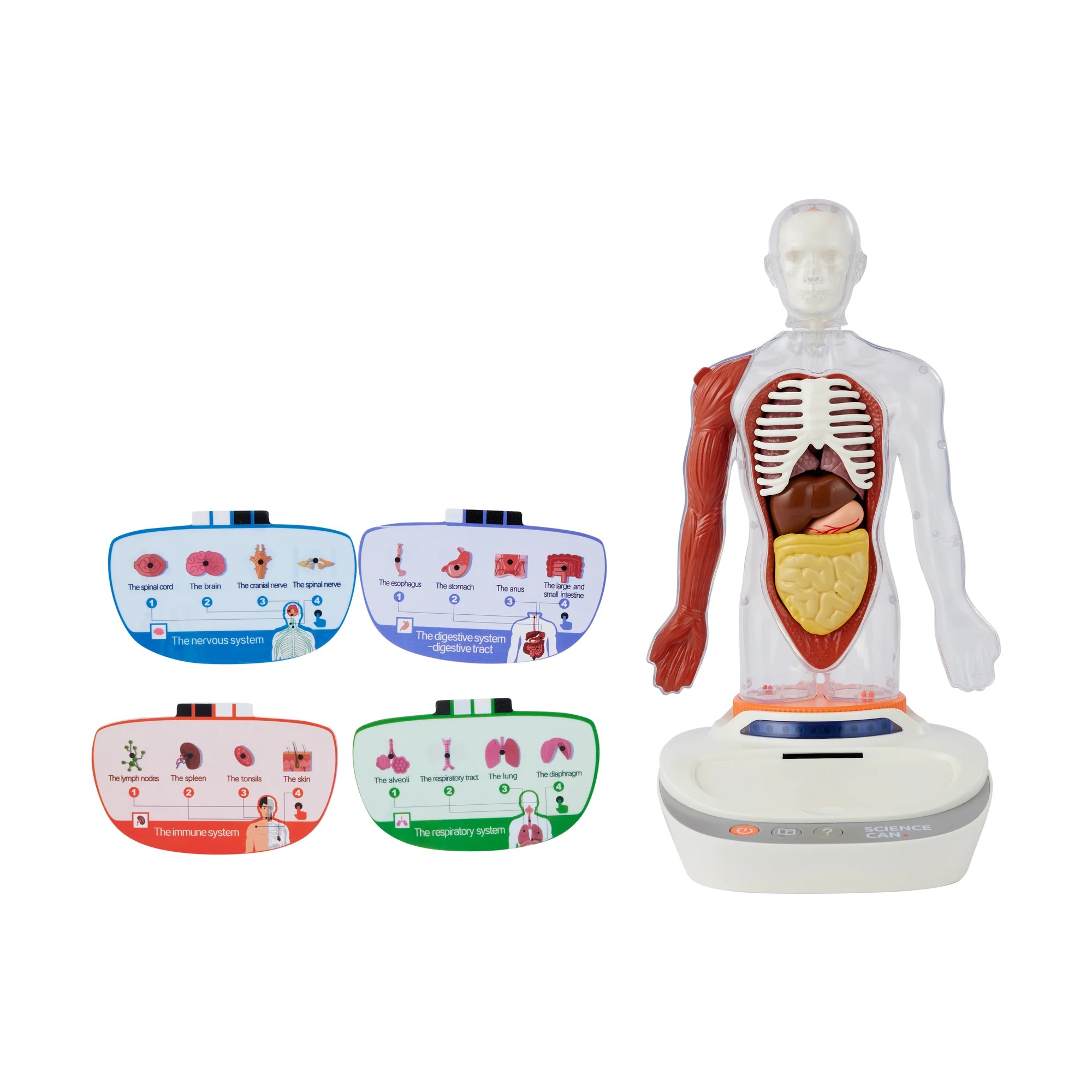 2 Interactive Human Body Model, 2 of 10