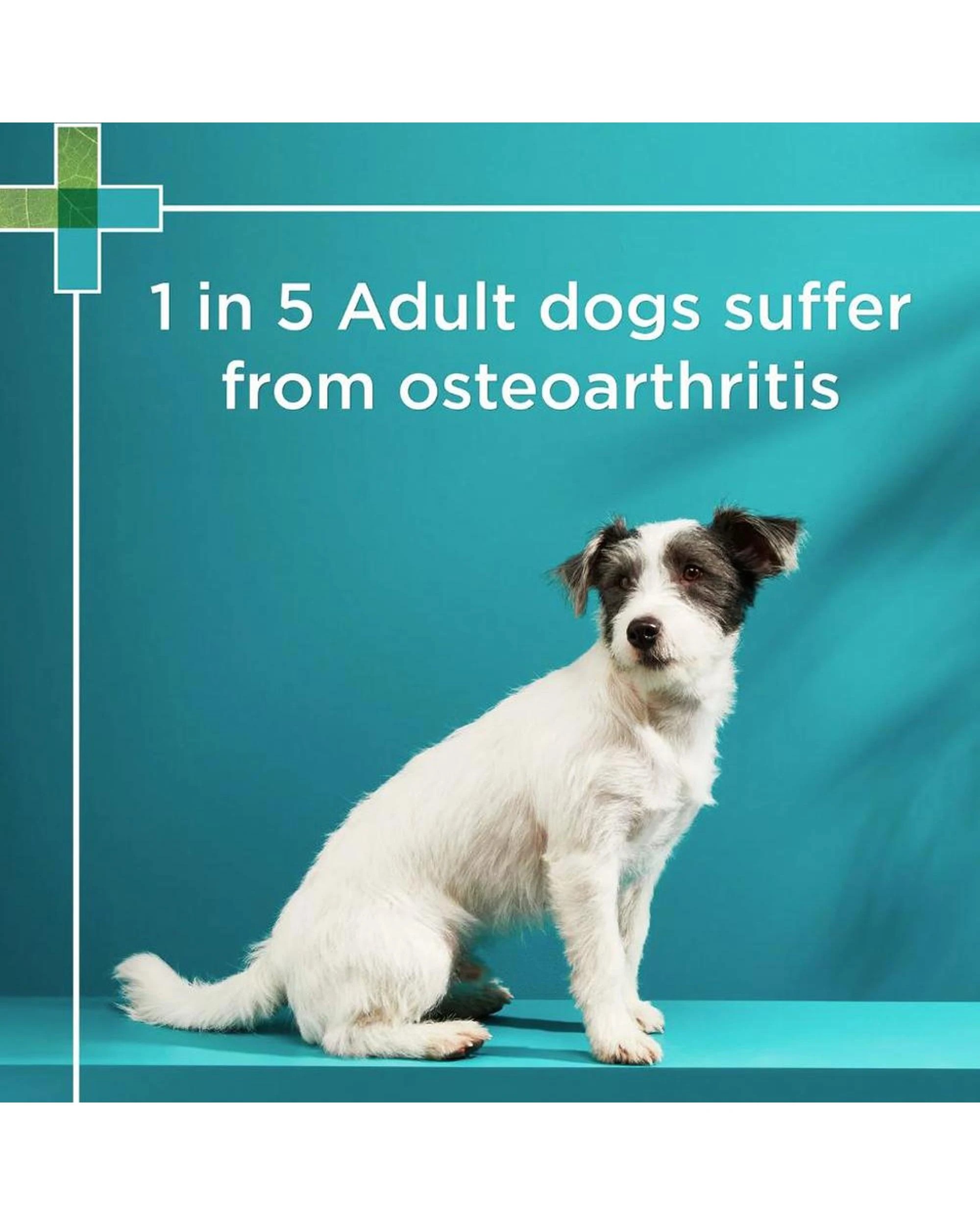 5 Paw Osteocare Chews For Dogs - 75gm 30's (small Dog), 5 of 7