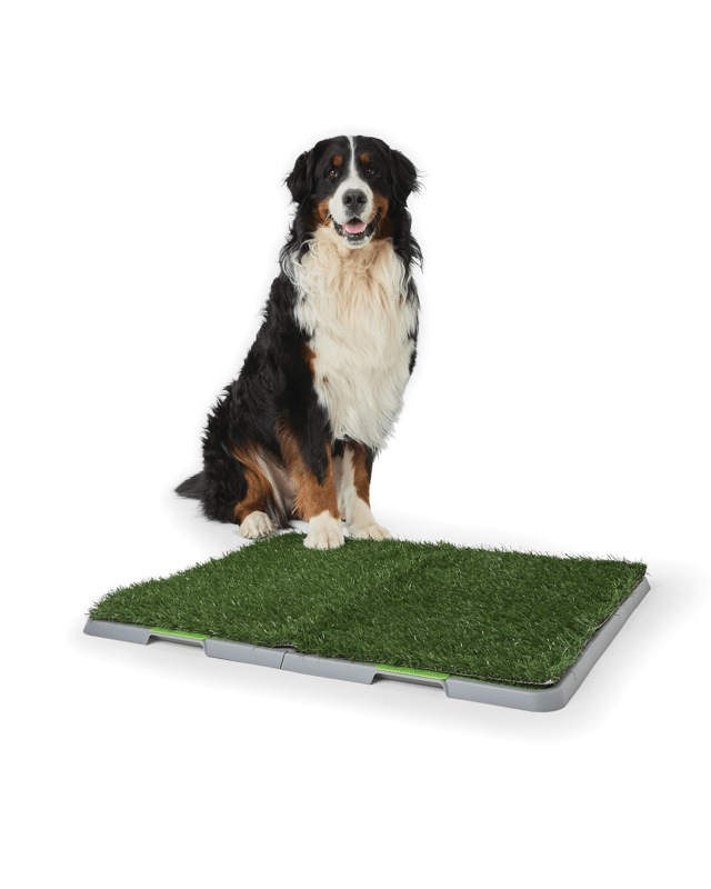 Pet Potty Mat - Extra L