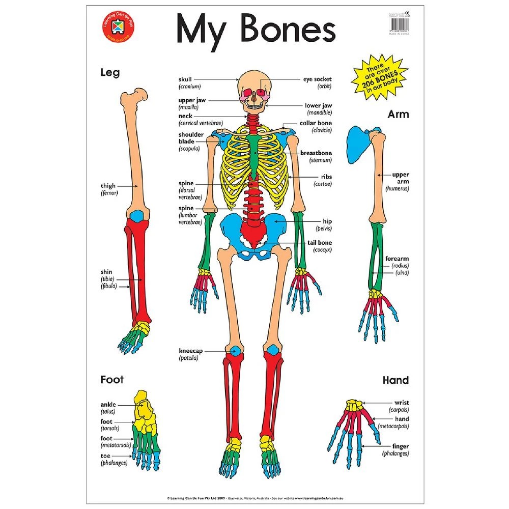 1 Learning Can Be Fun Wall Chart My Bones, 1 of 1
