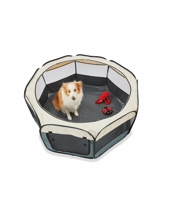 Camp Run Monster Mutt Doggie Daycare And Boarding Monster Jam