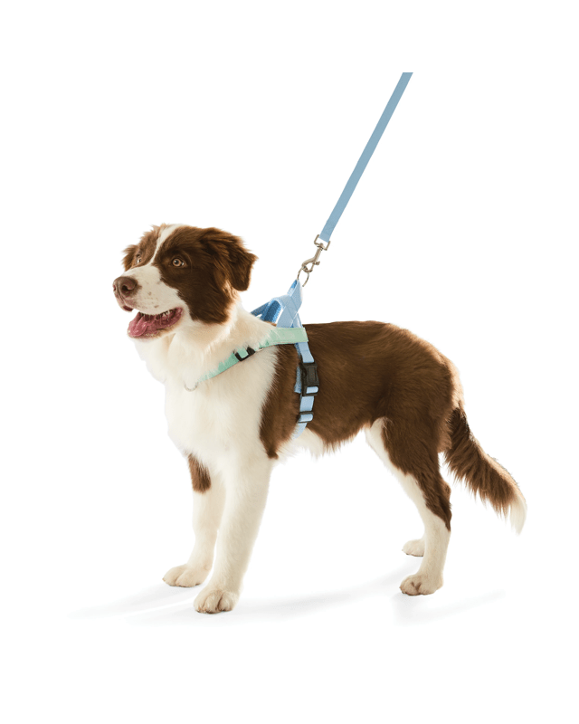 Blue Custom Harness Walking Set - Me