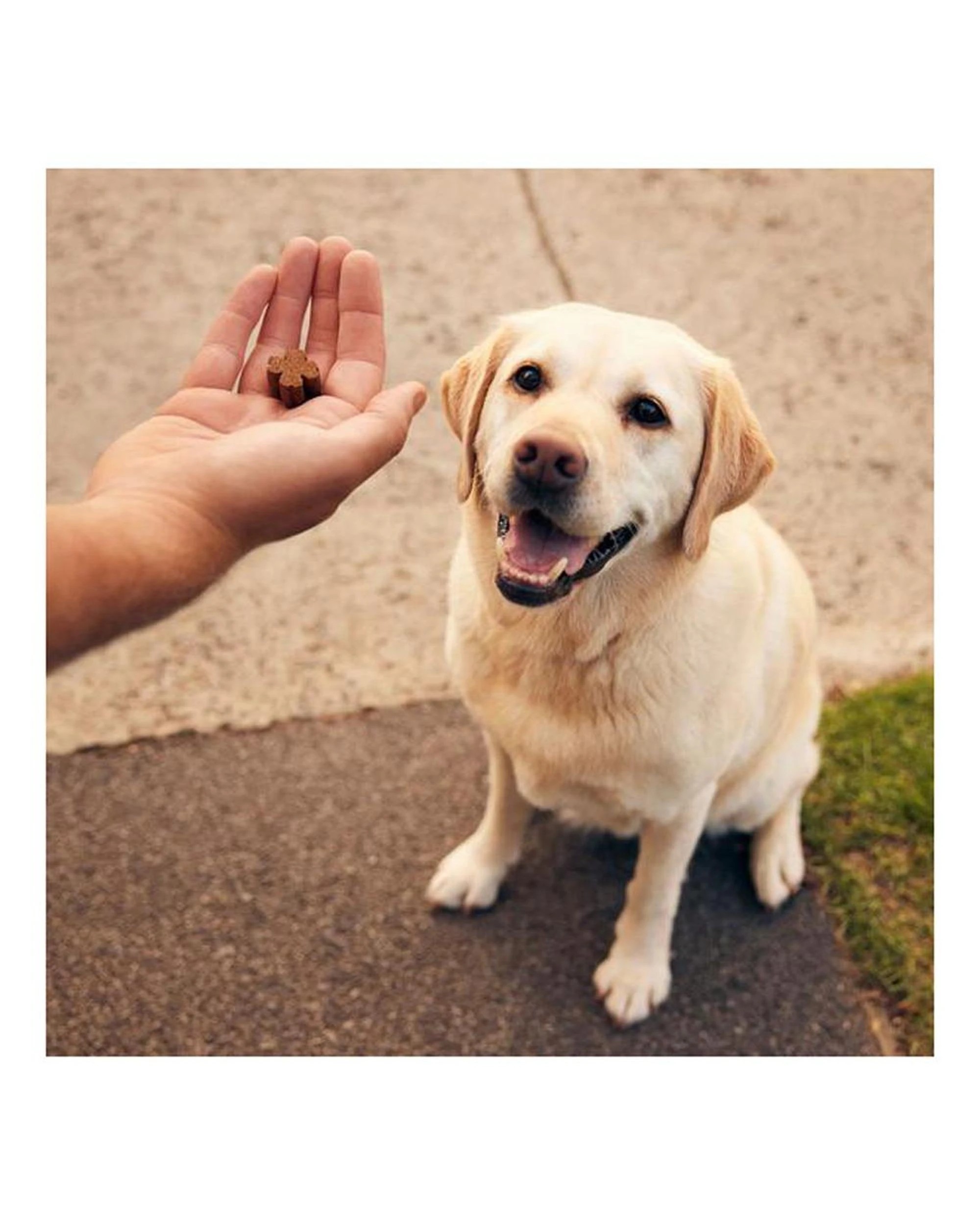 2 Zamipet Joint Protect Chewable Dog Supplement 60 Pack, 2 of 2