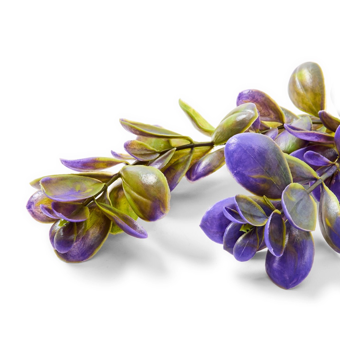 5 Aquarium Natural Plants 4 Pack - Large, 5 of 10