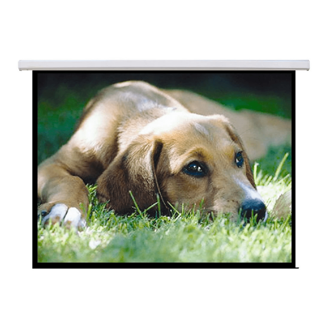 1 Brateck 135" Motorised Projector Screen, 1 of 1