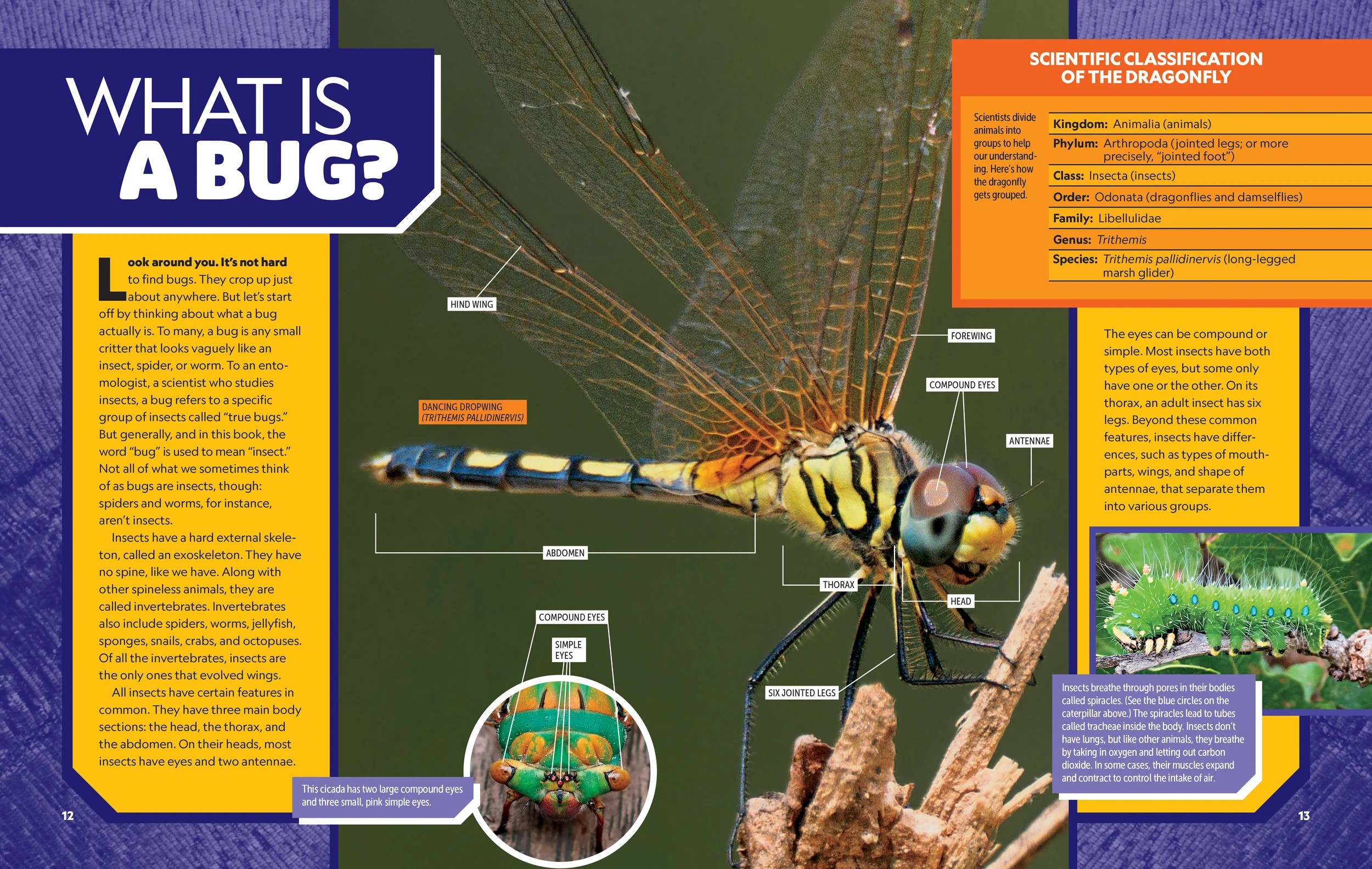 6 National Geographic Kids: Ultimate Bug-0pedia Second Edition by  Darlyne Murawski and Nancy Honovich - Book, 6 of 7