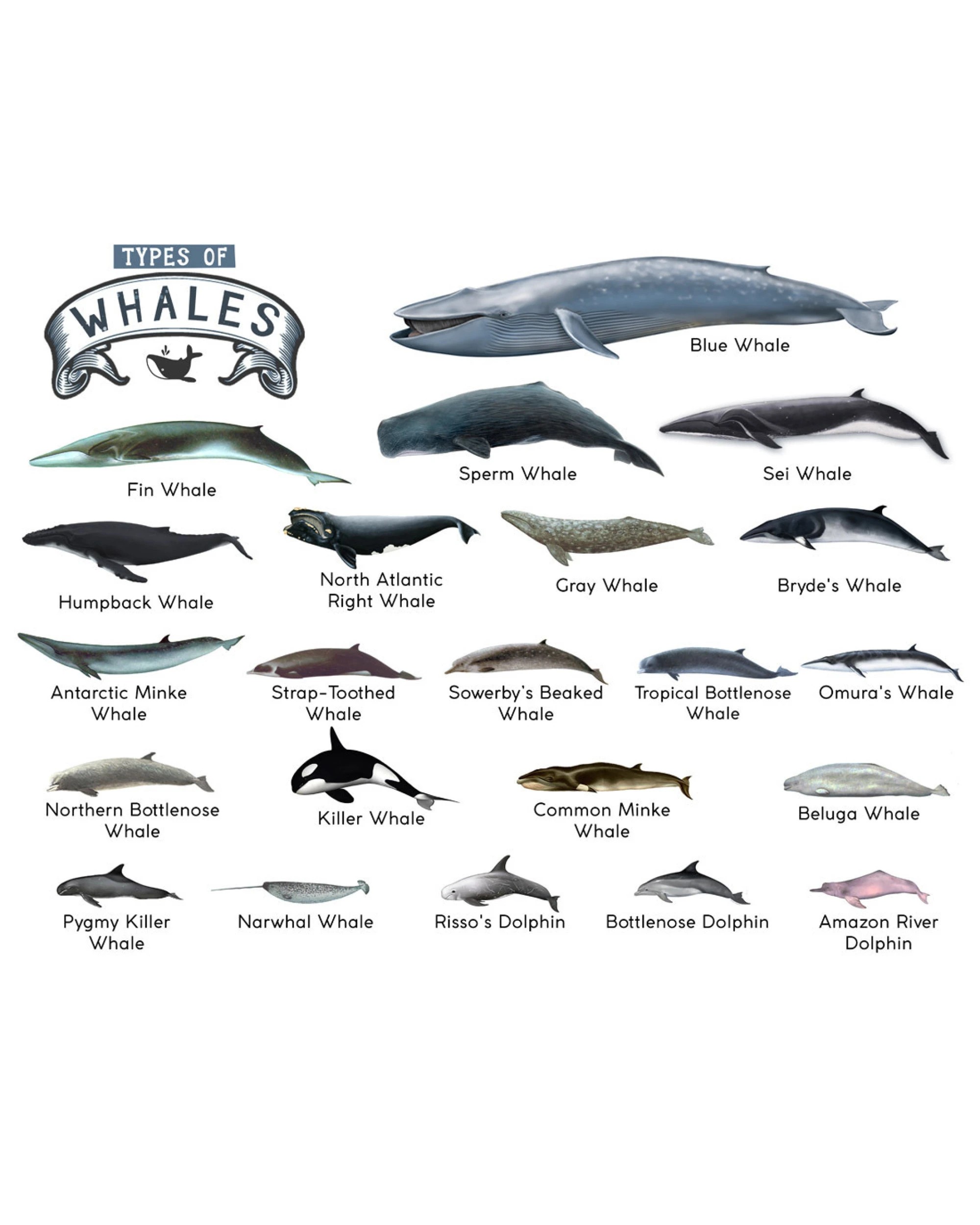 1 BR Home Types of Whales A4 Matte Laminated Poster Print, 1 of 2