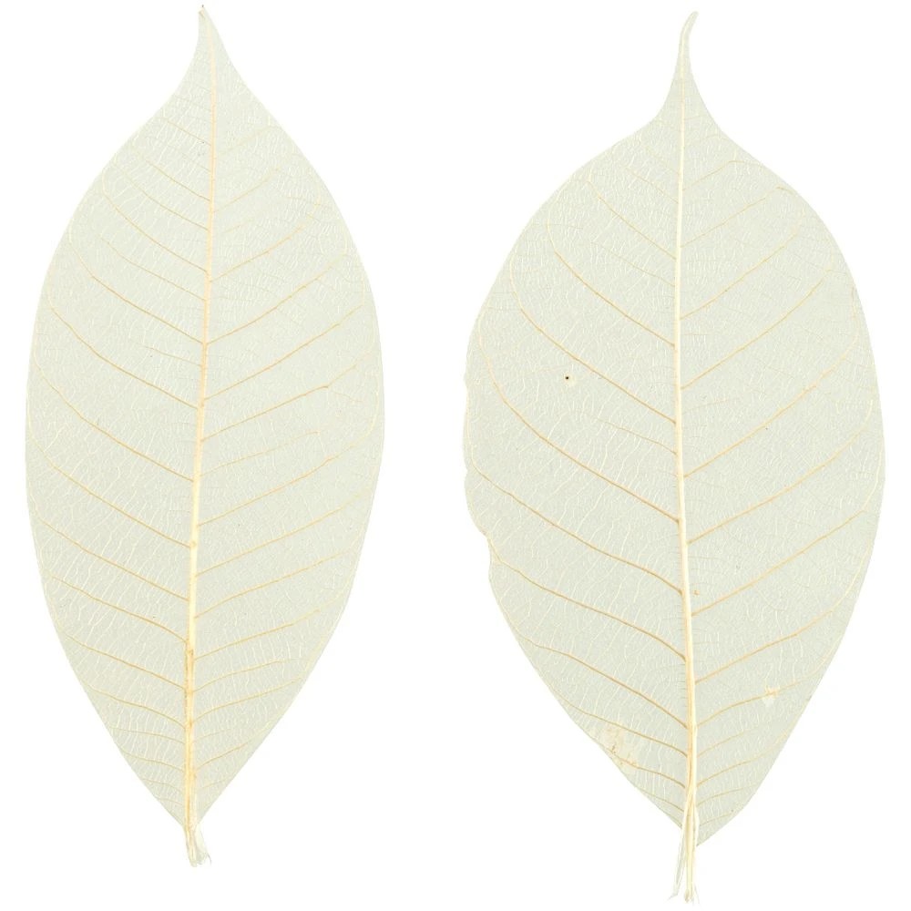 2 Born Skeleton Leaves Natural 20 Pack, 2 of 2