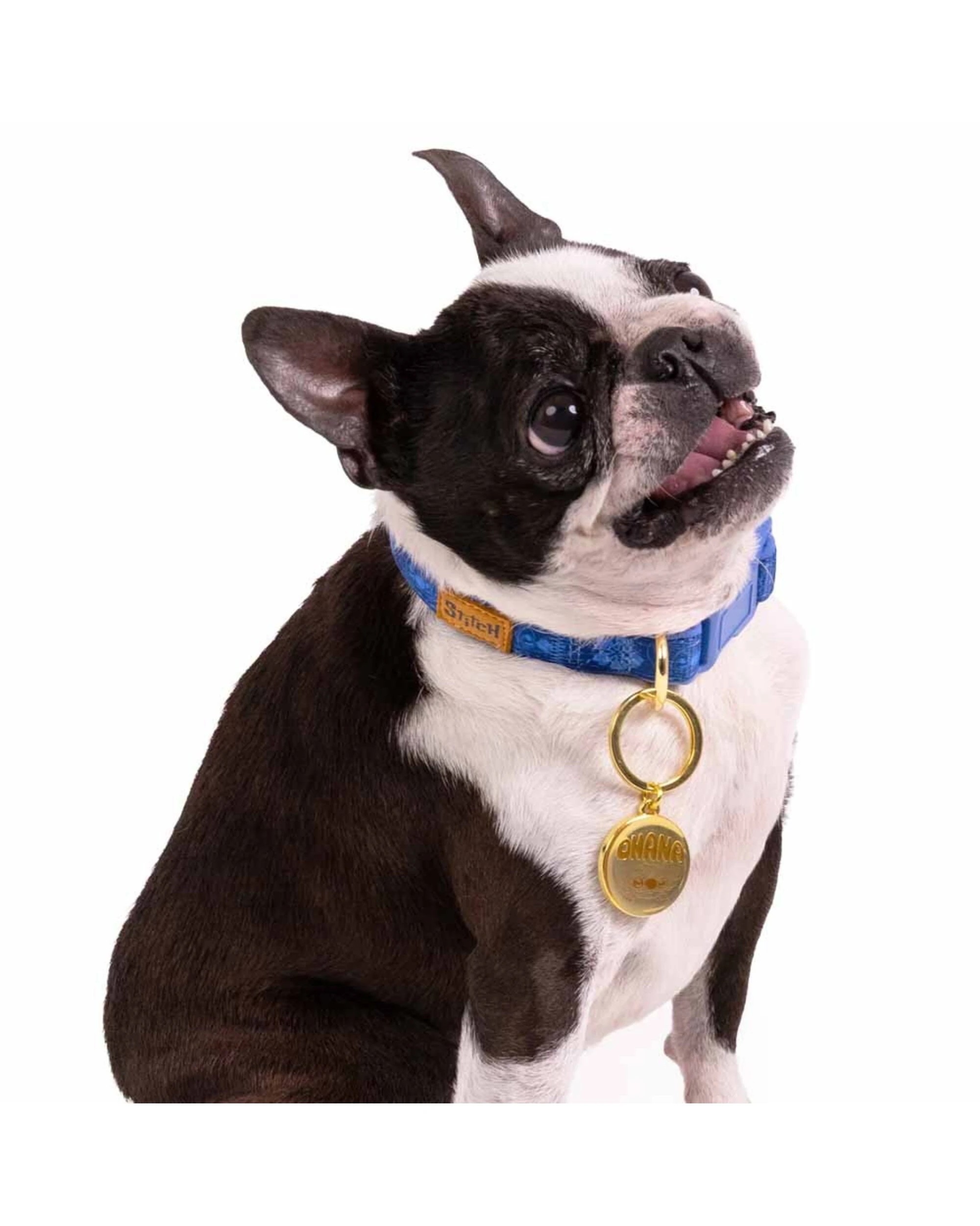 4 Disney - Lilo & Stitch - Stitch Hibiscus Pet Collar -, M - Blue, 4 of 4